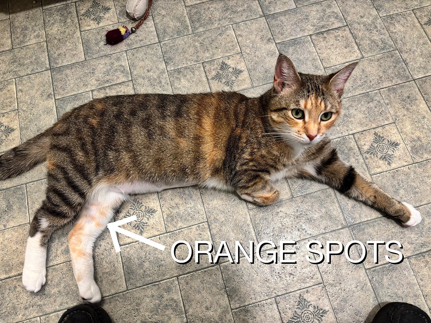 Enlarge Millie, an adopted Domestic Short Hair in Fair Haven, VT image 2/5
