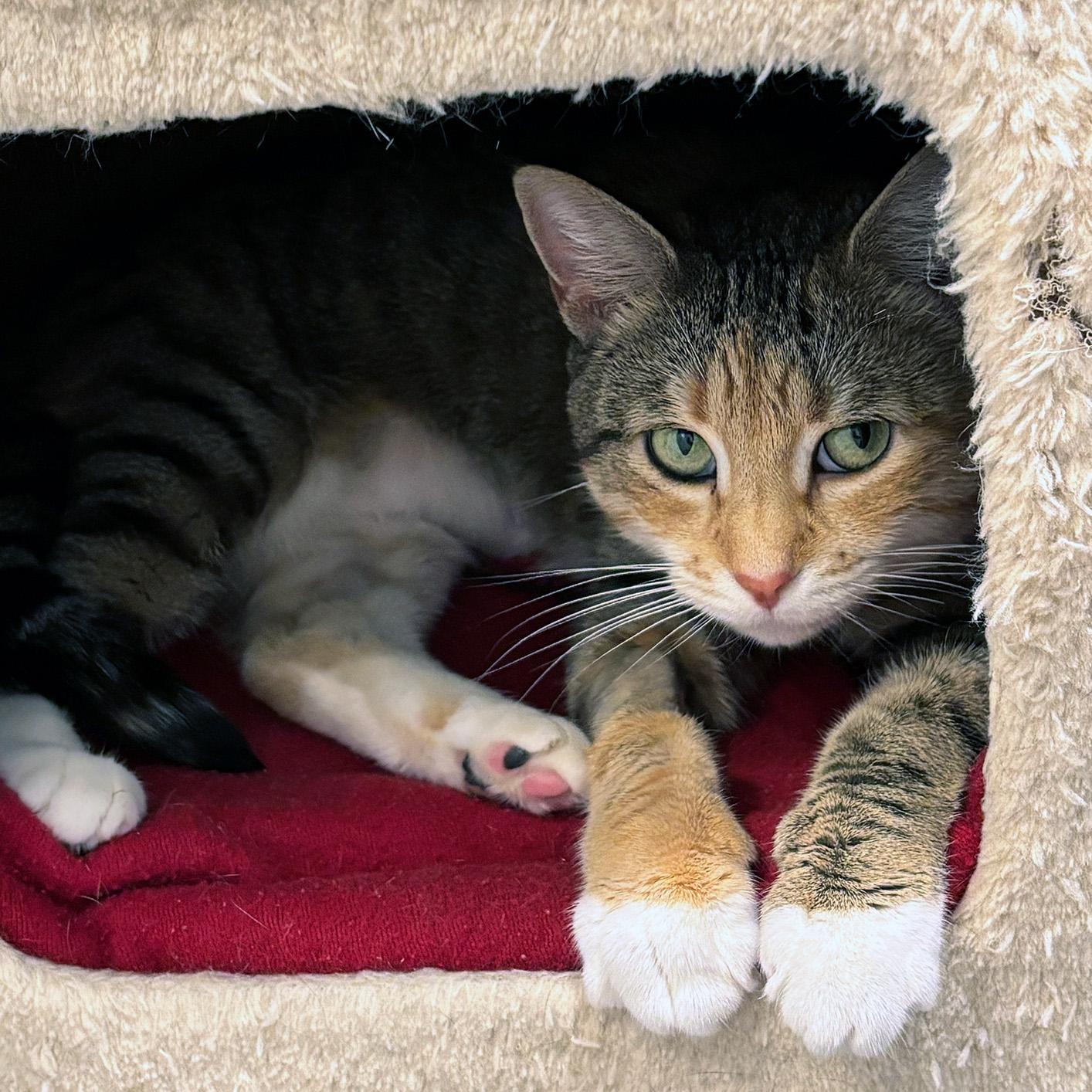 Enlarge Millie, an adopted Domestic Short Hair in Fair Haven, VT image 4/5