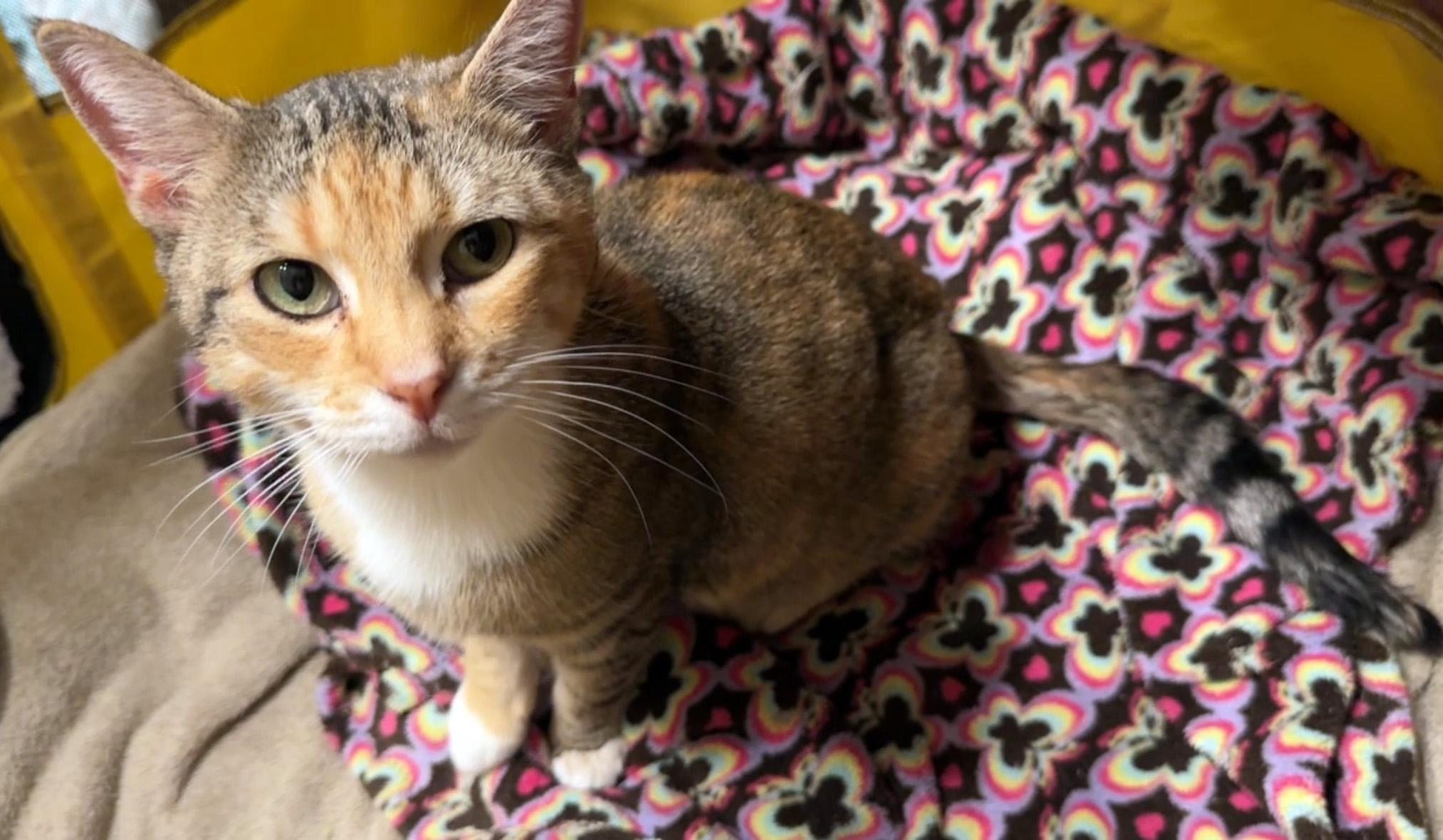Enlarge Millie, an adopted Domestic Short Hair in Fair Haven, VT image 3/5
