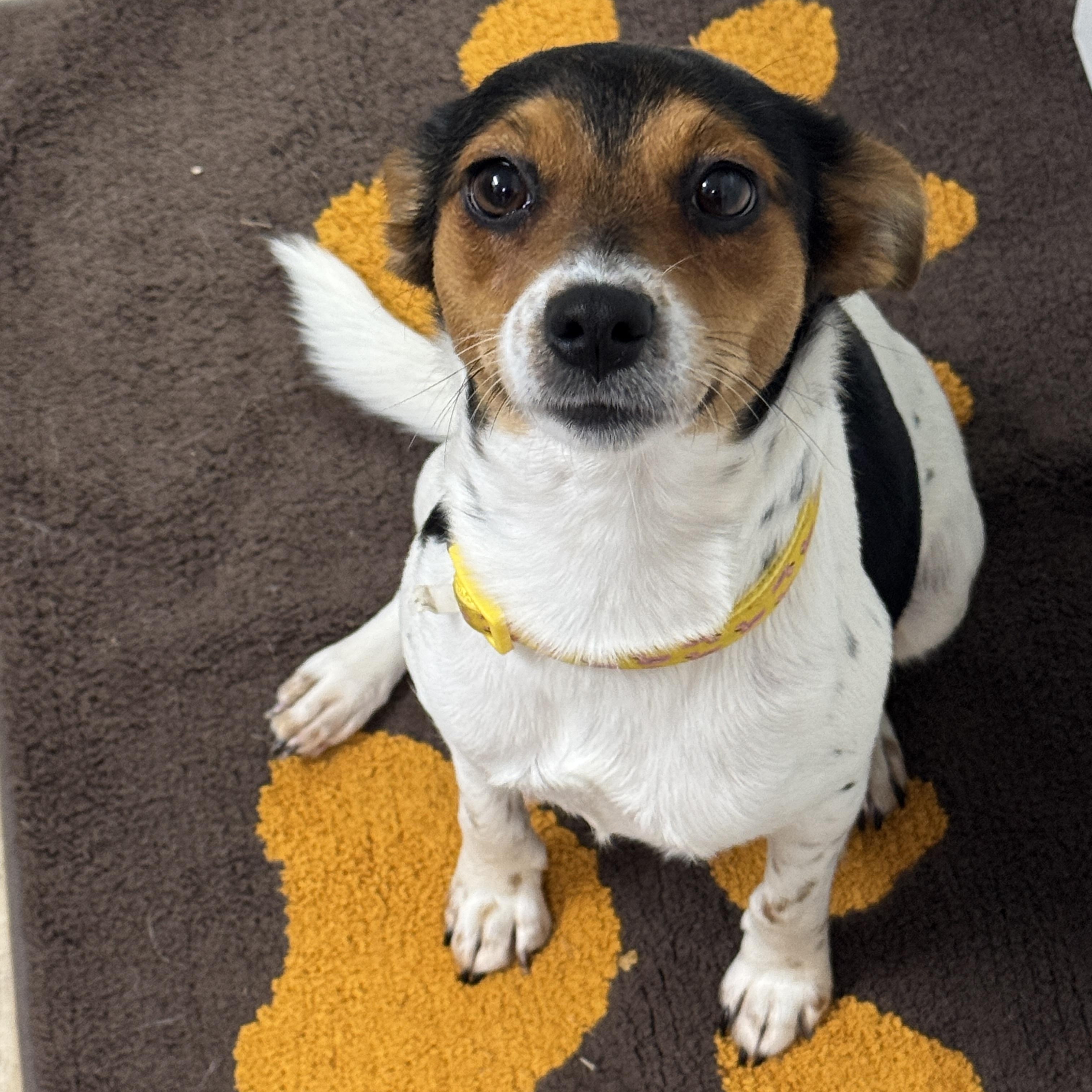 Enlarge Lulu, an adopted mixed breed in Baker, LA image 1/6