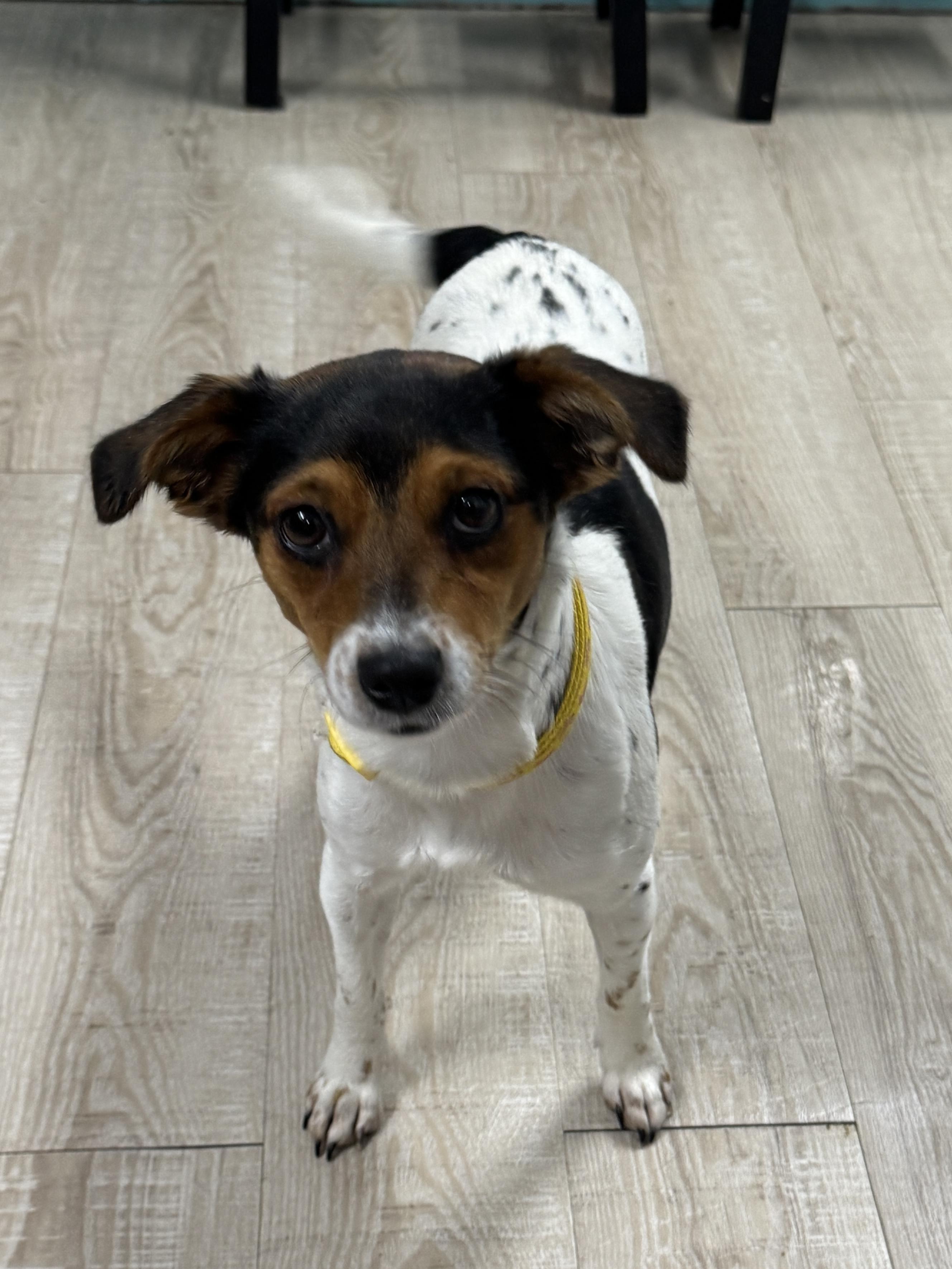 Enlarge Lulu, an adopted mixed breed in Baker, LA image 2/6