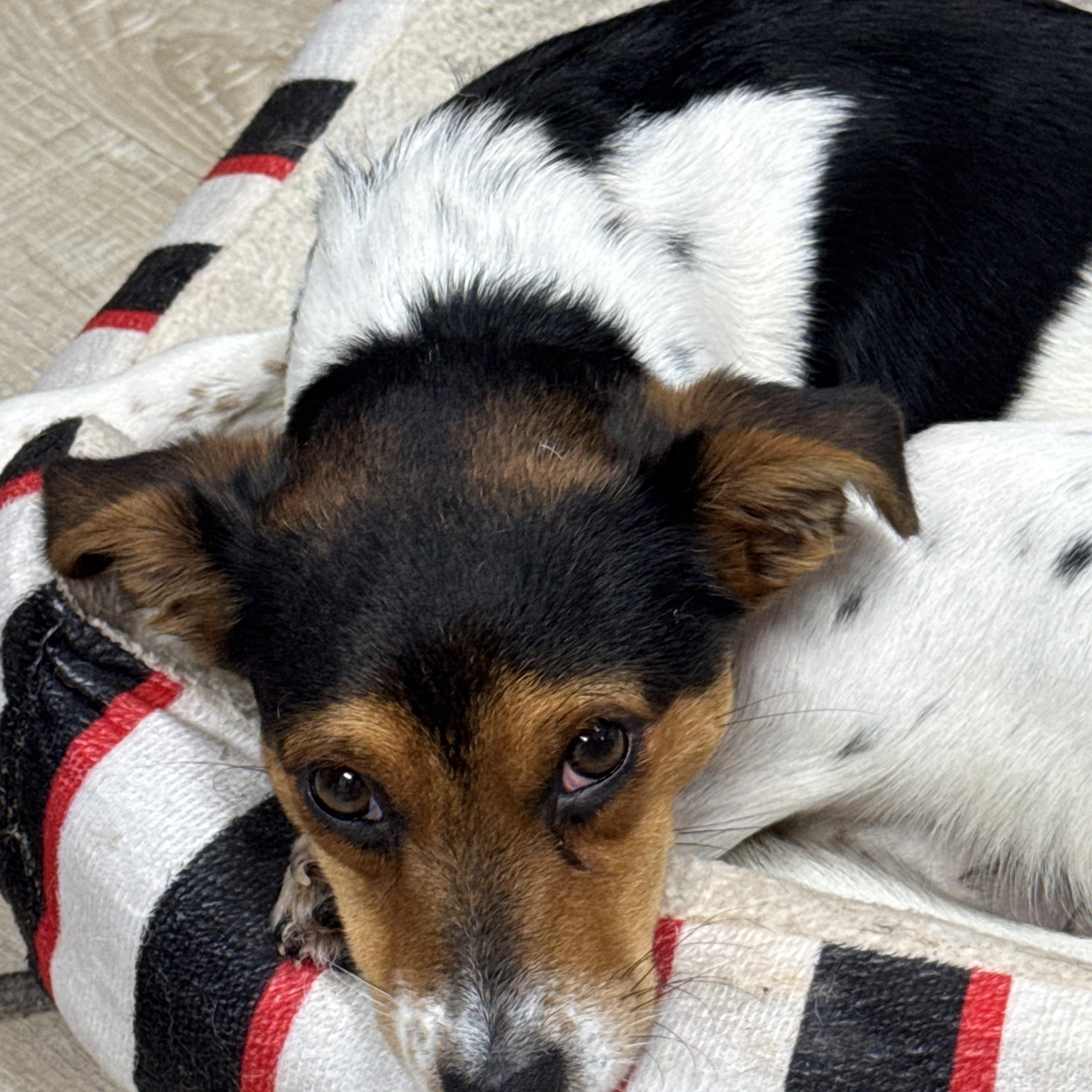 Enlarge Lulu, an adopted mixed breed in Baker, LA image 6/6