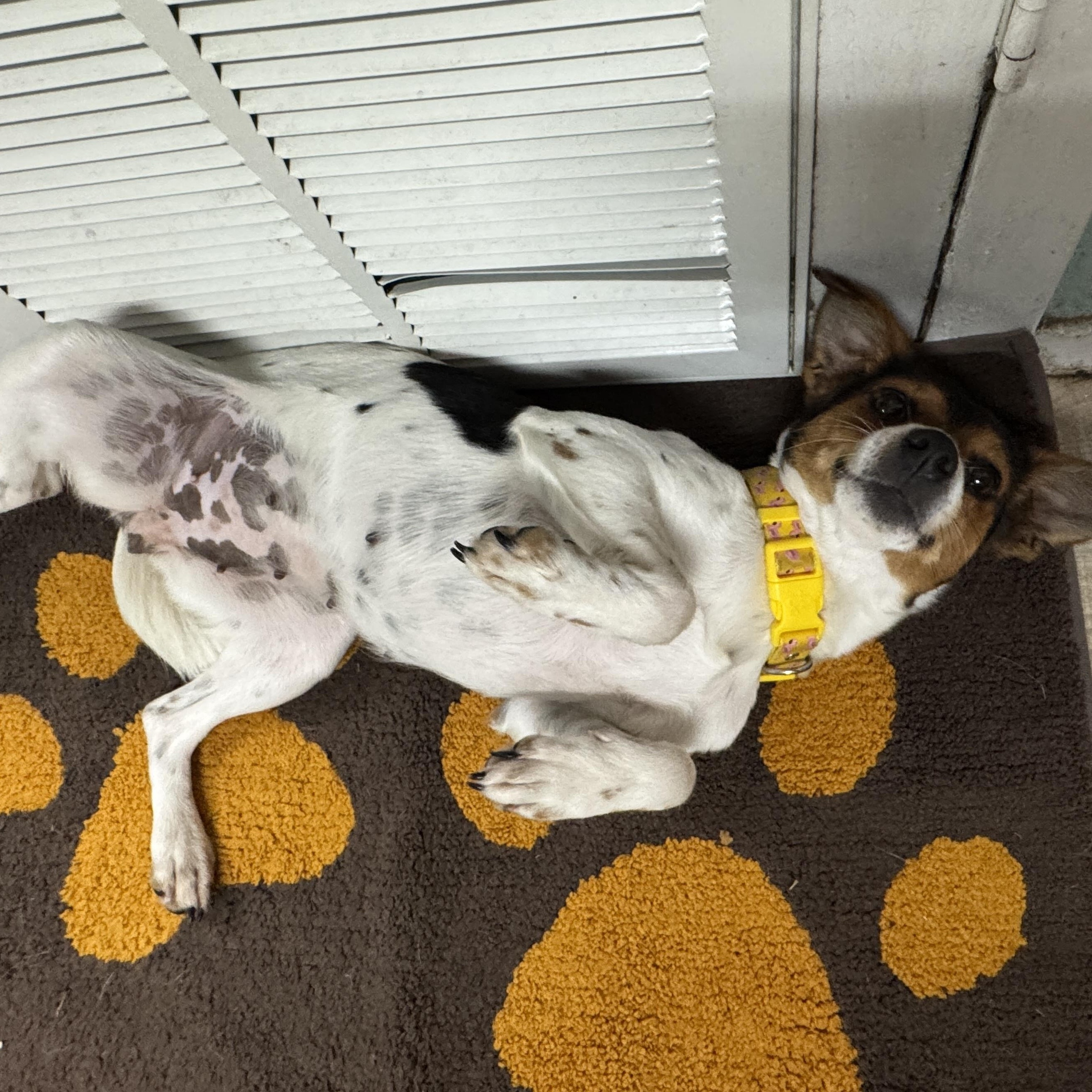 Enlarge Lulu, an adopted mixed breed in Baker, LA image 5/6