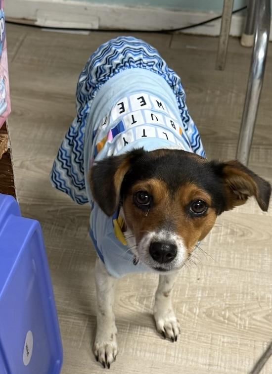 Enlarge Lulu, an adopted mixed breed in Baker, LA image 3/6