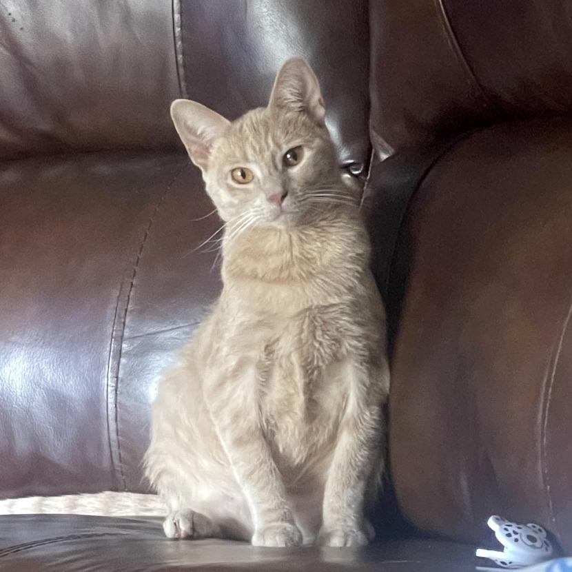 Hermione 24-100, Adoptable, Adult Female Domestic Short Hair.