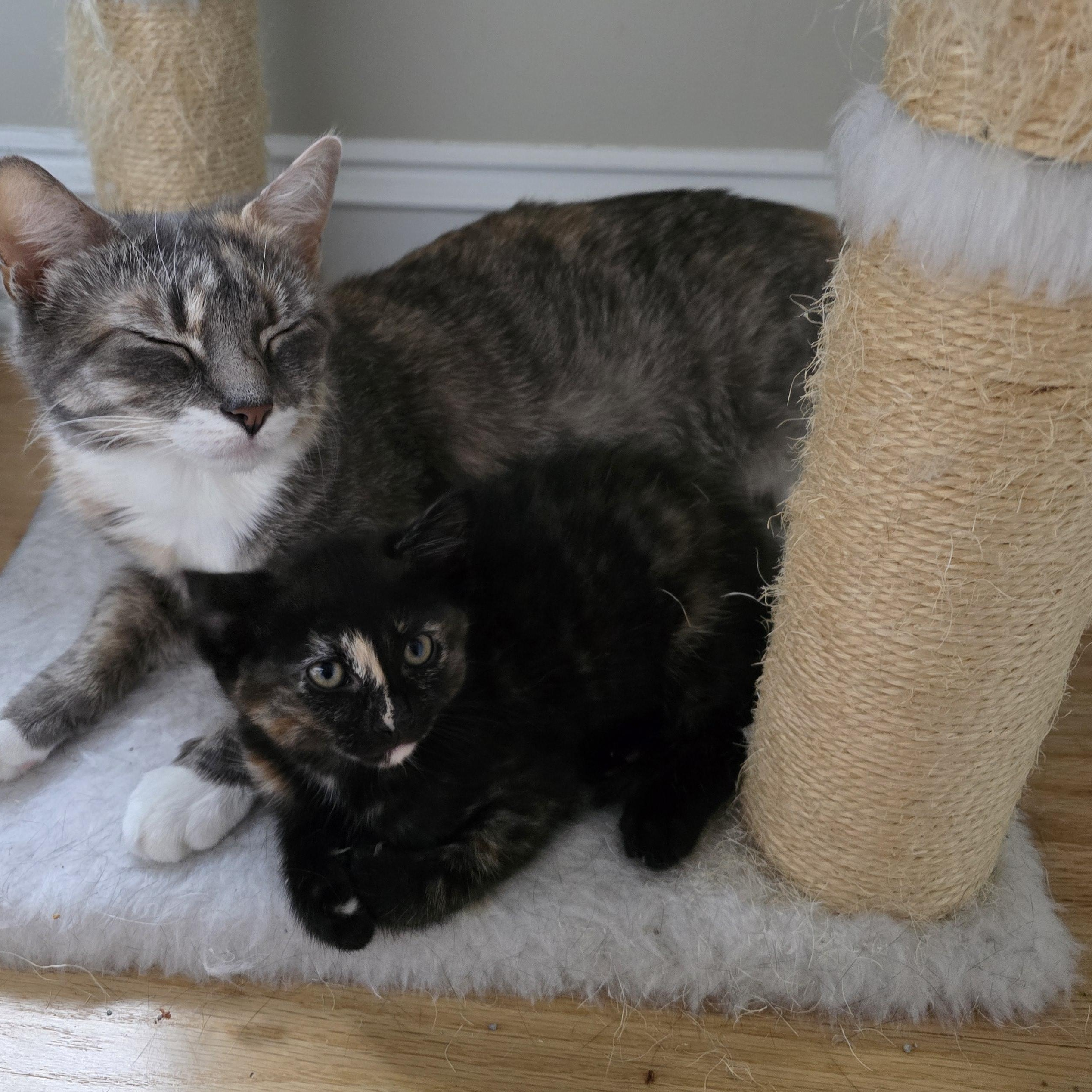 Sloane, a ADOPTABLE Tortoiseshell in Woodbridge, NJ image 2/4