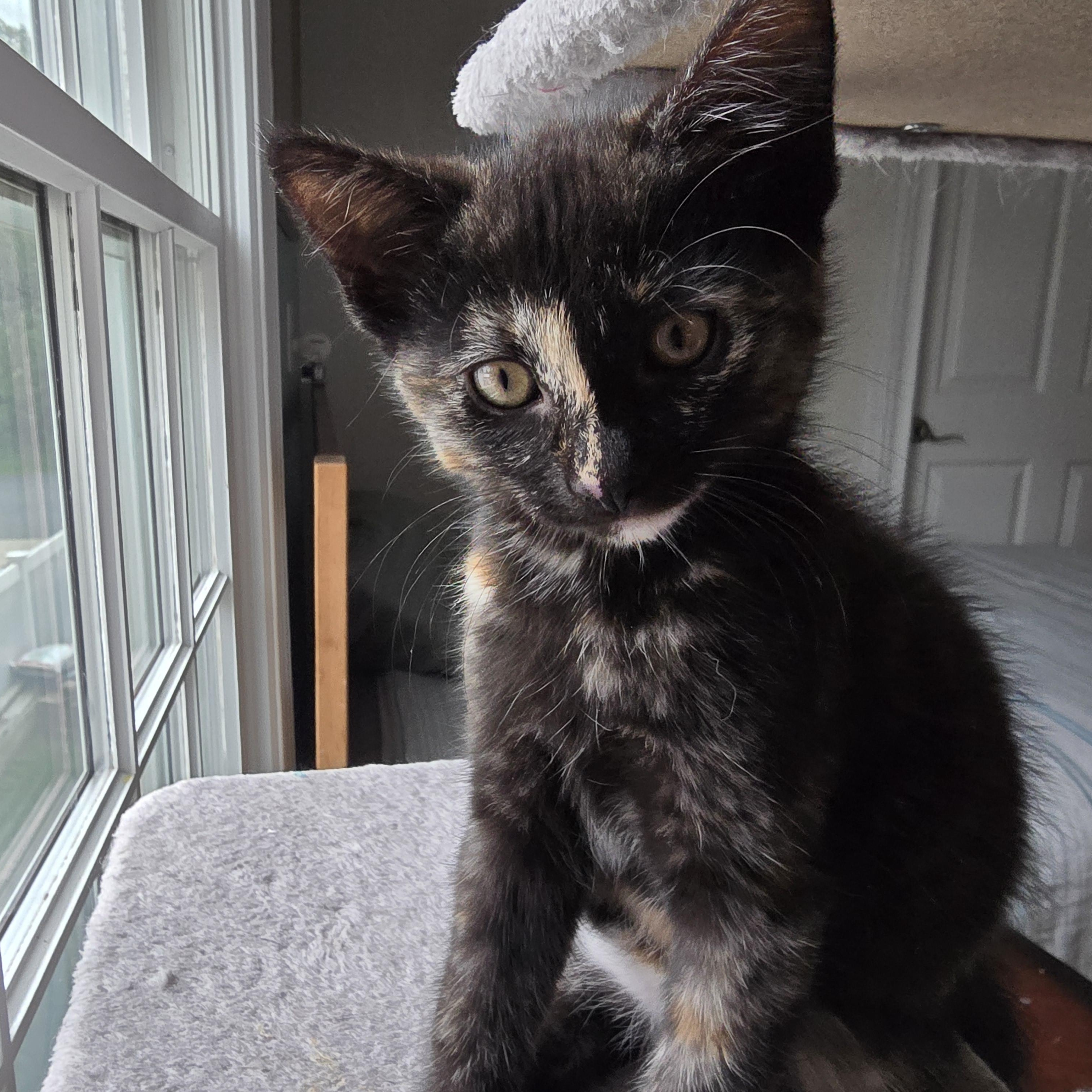 Sloane, ADOPTABLE, Kitten Female Tortoiseshell.