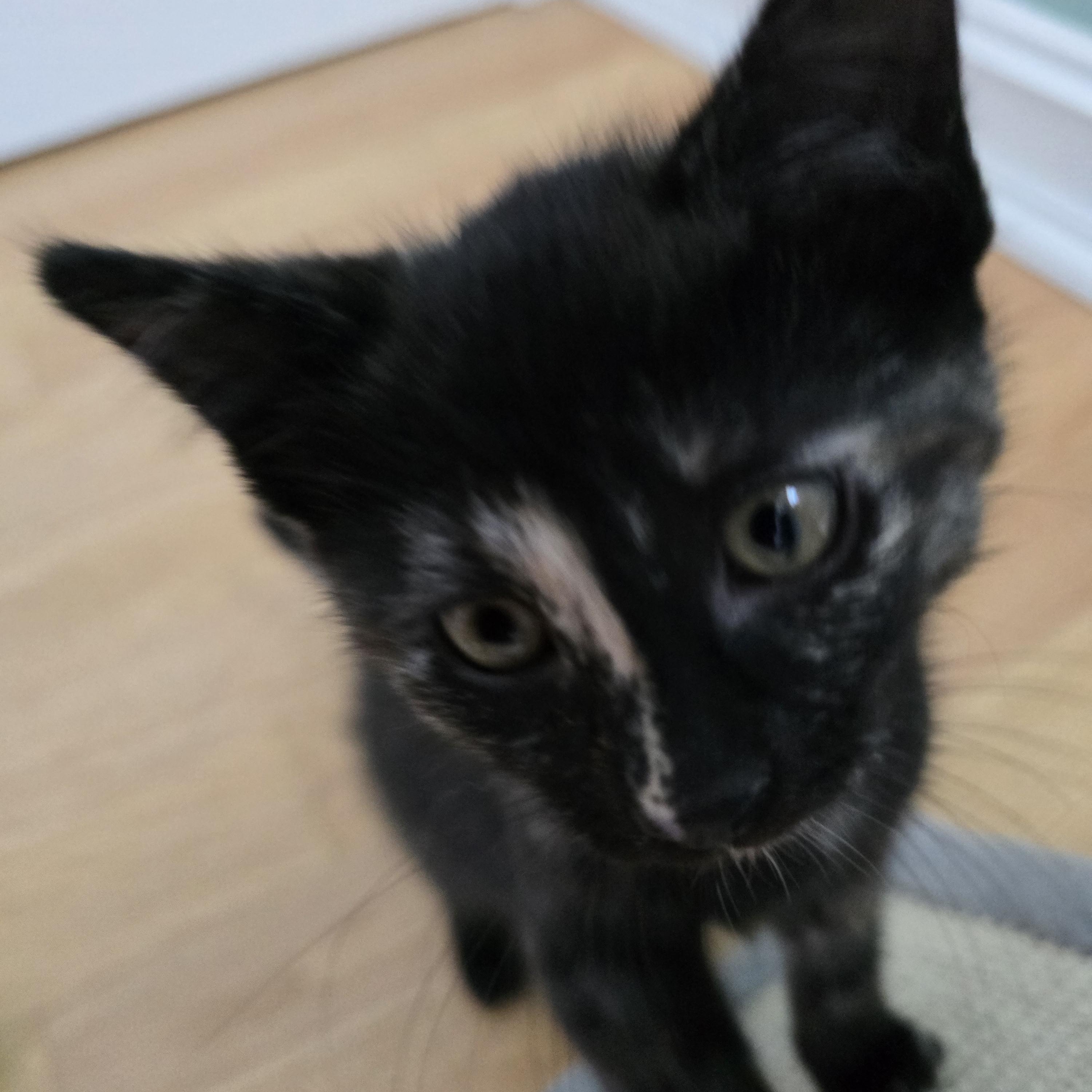 Sloane, a ADOPTABLE Tortoiseshell in Woodbridge, NJ image 3/4