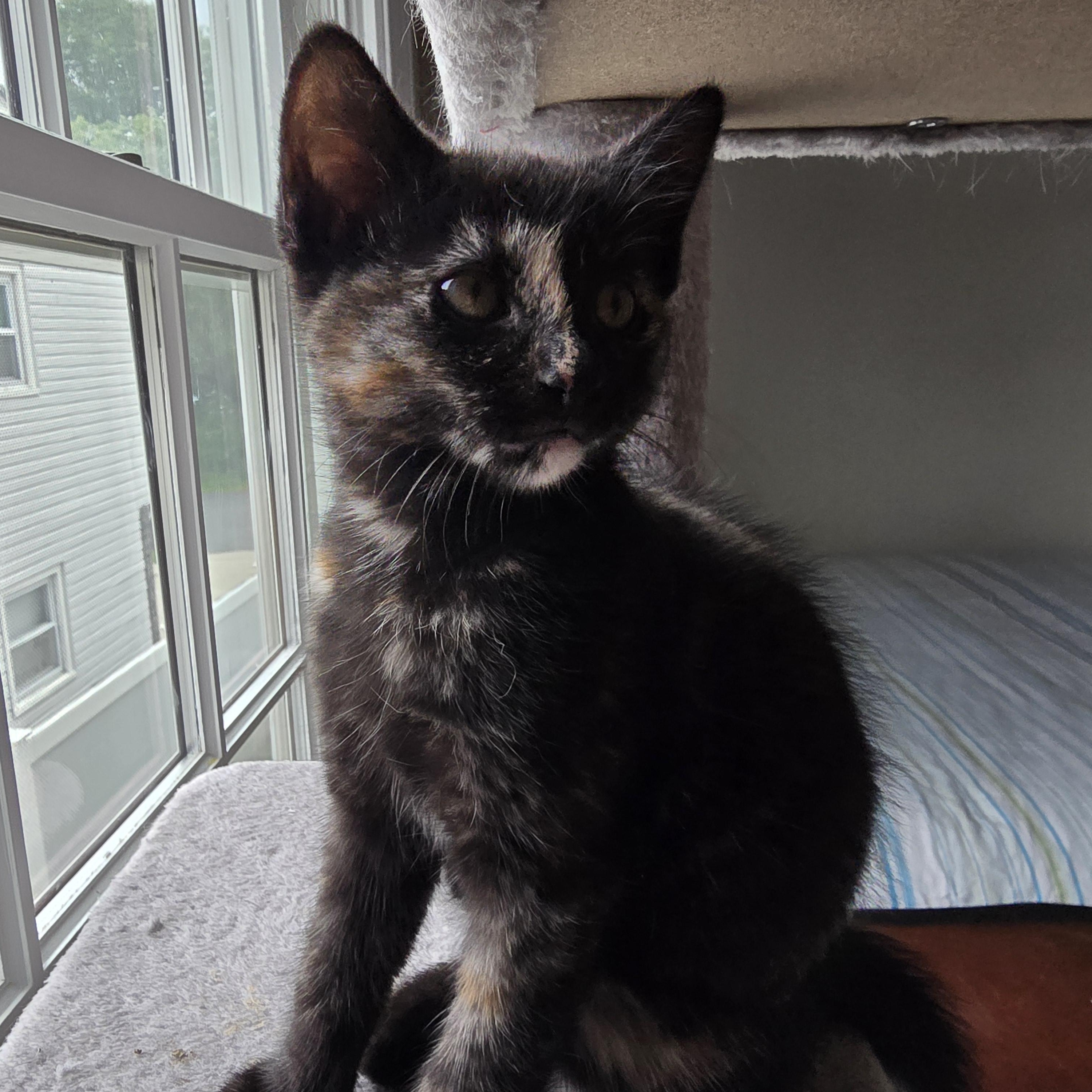 Sloane, a ADOPTABLE Tortoiseshell in Woodbridge, NJ image 4/4
