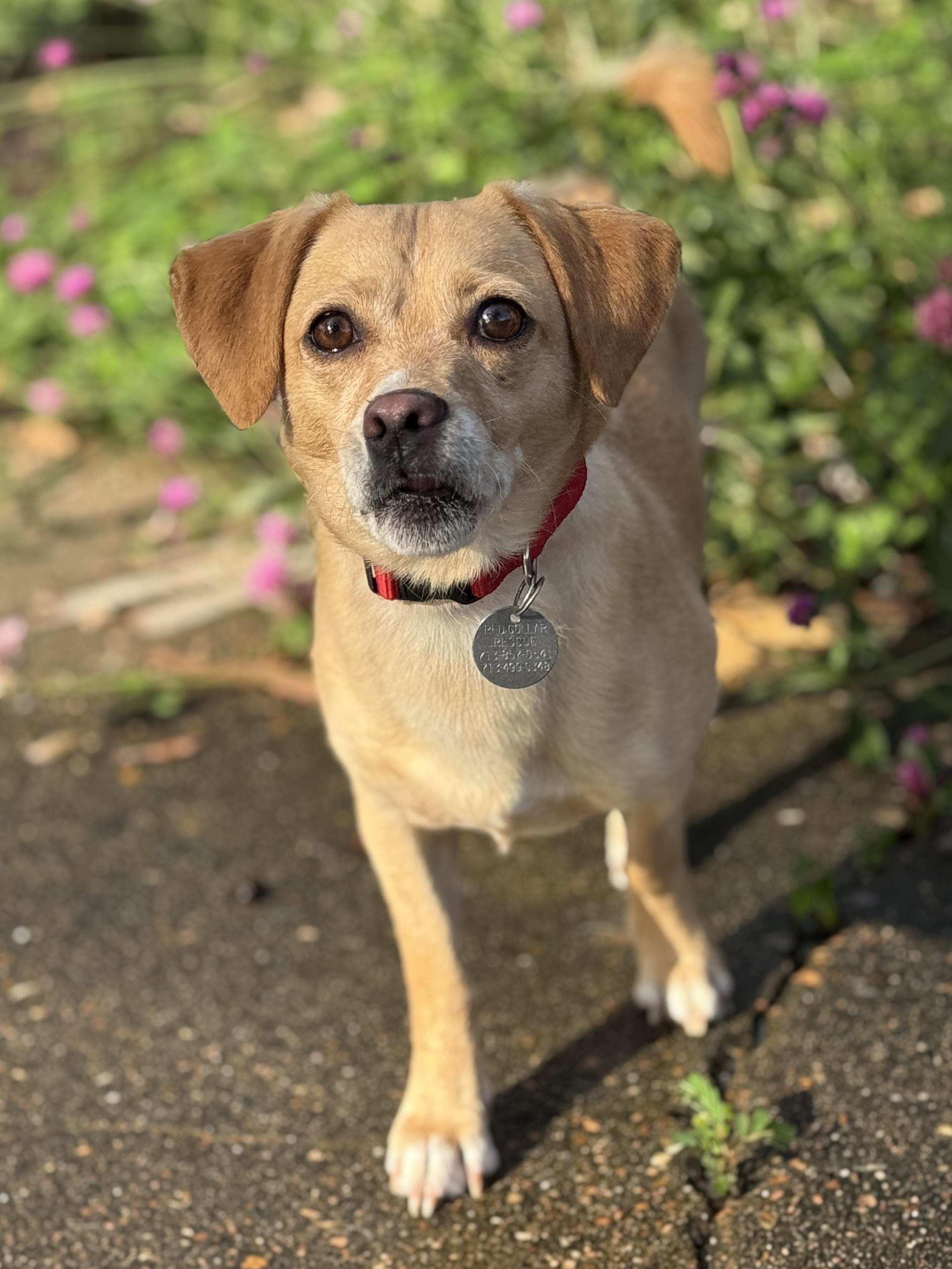 Enlarge Gerard, a ADOPTABLE mixed breed in Houston, TX image 2/5