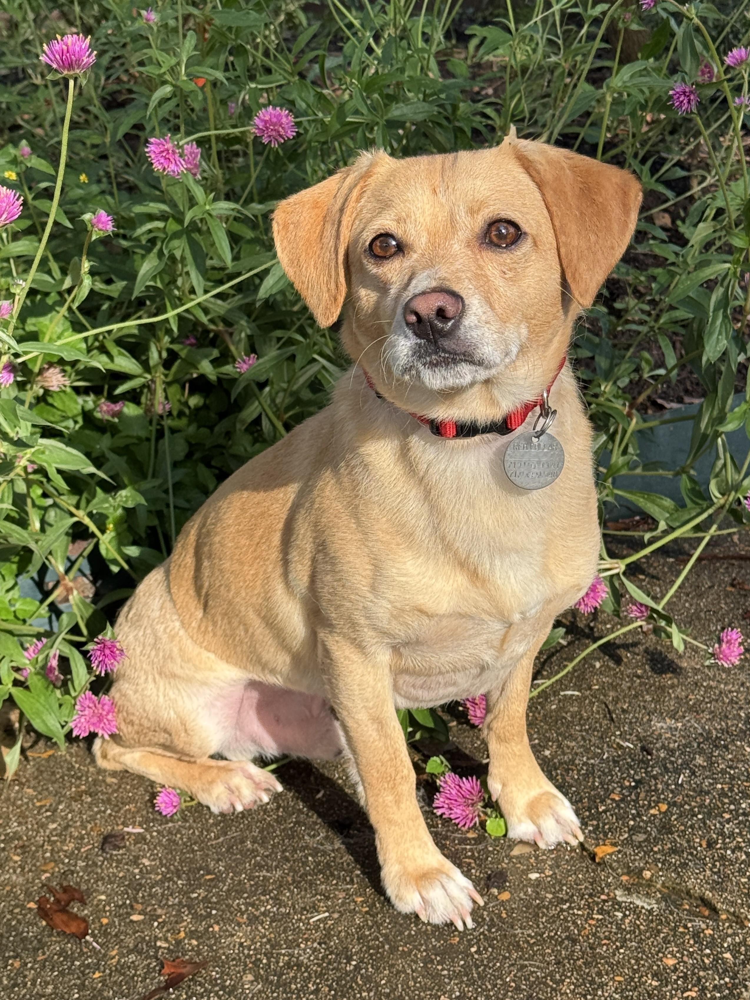 Gerard, a ADOPTABLE mixed breed in Houston, TX image 3/5
