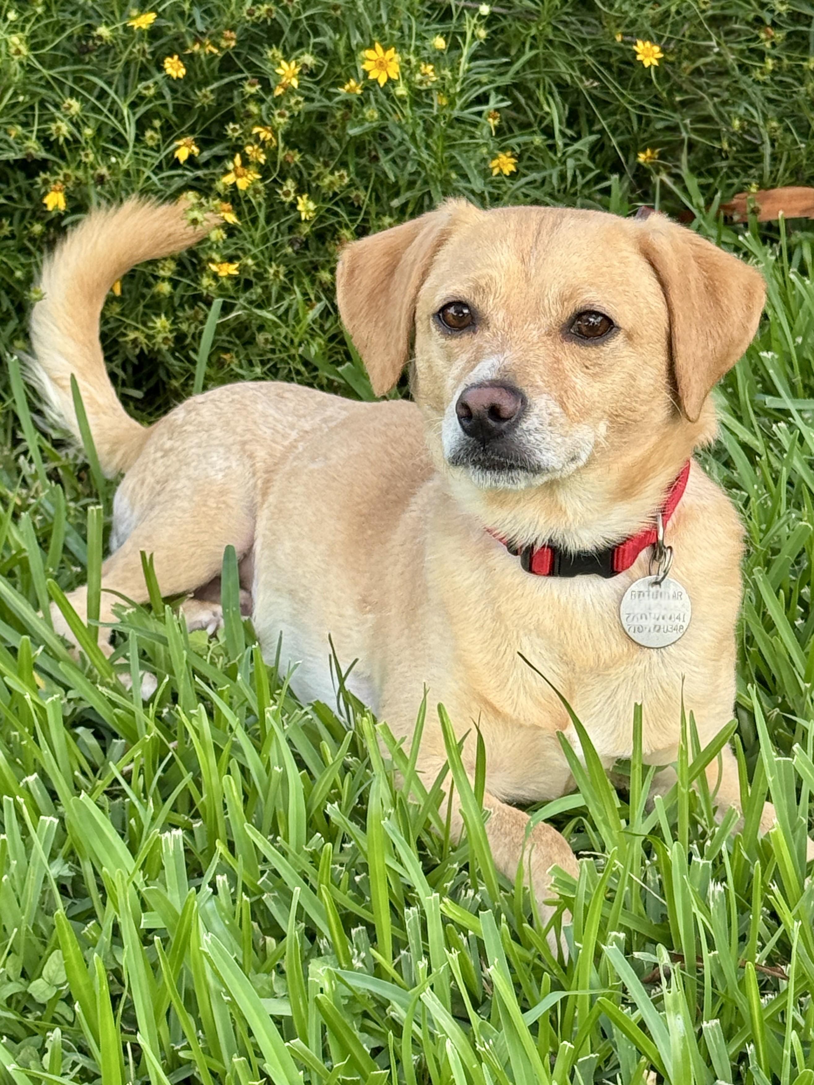 Gerard, a ADOPTABLE mixed breed in Houston, TX image 4/5