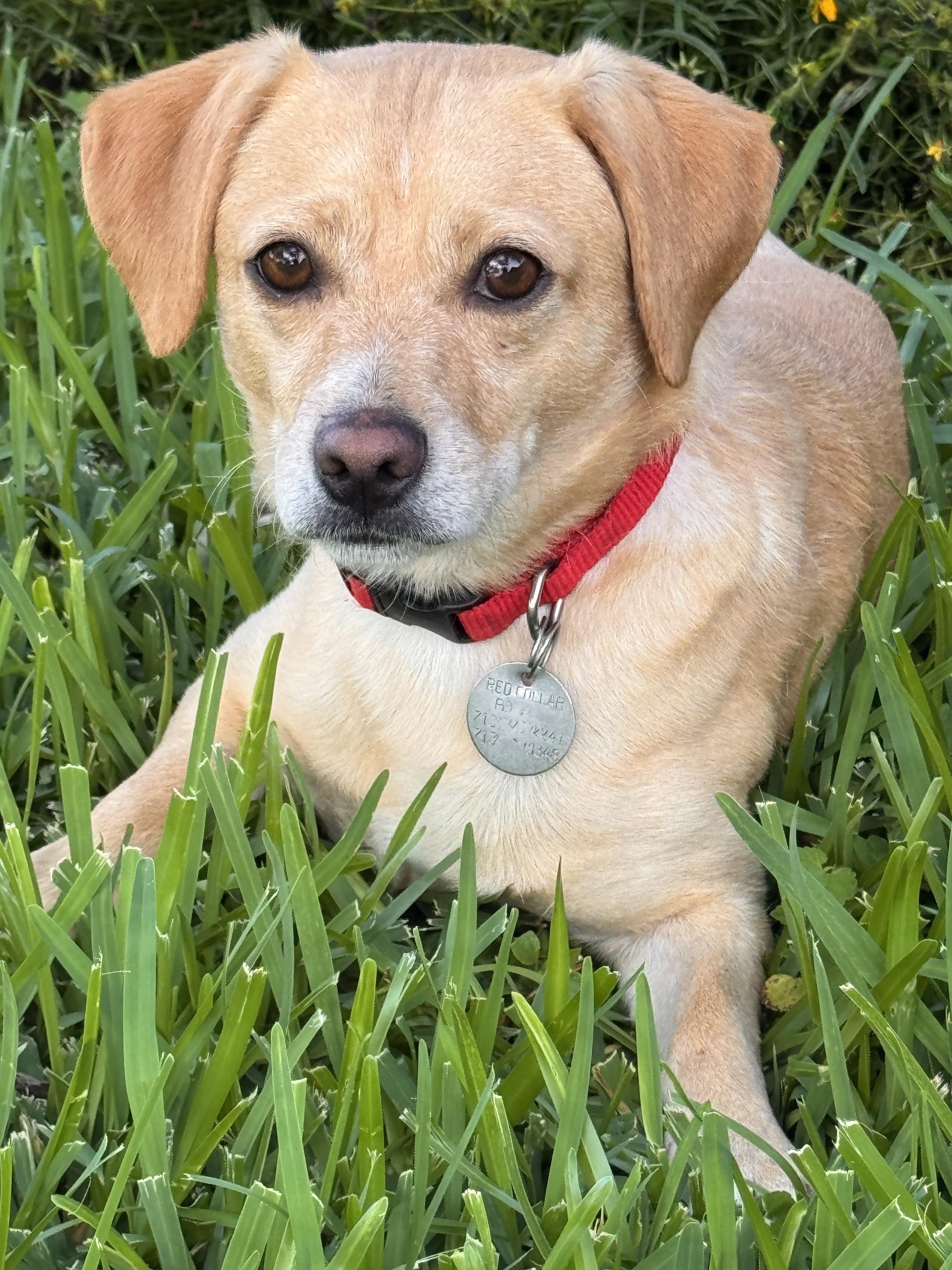 Gerard, a ADOPTABLE mixed breed in Houston, TX image 5/5