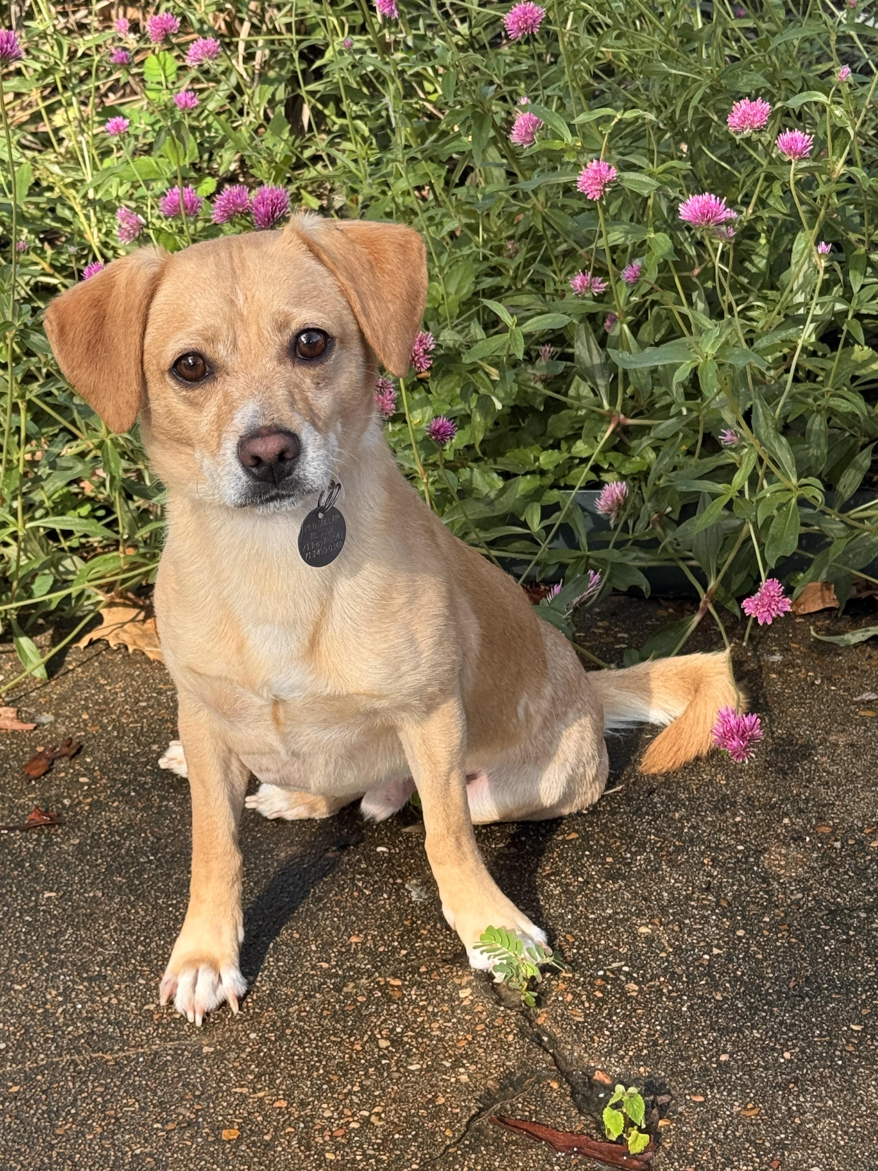 Gerard, ADOPTABLE, Young Male Beagle.
