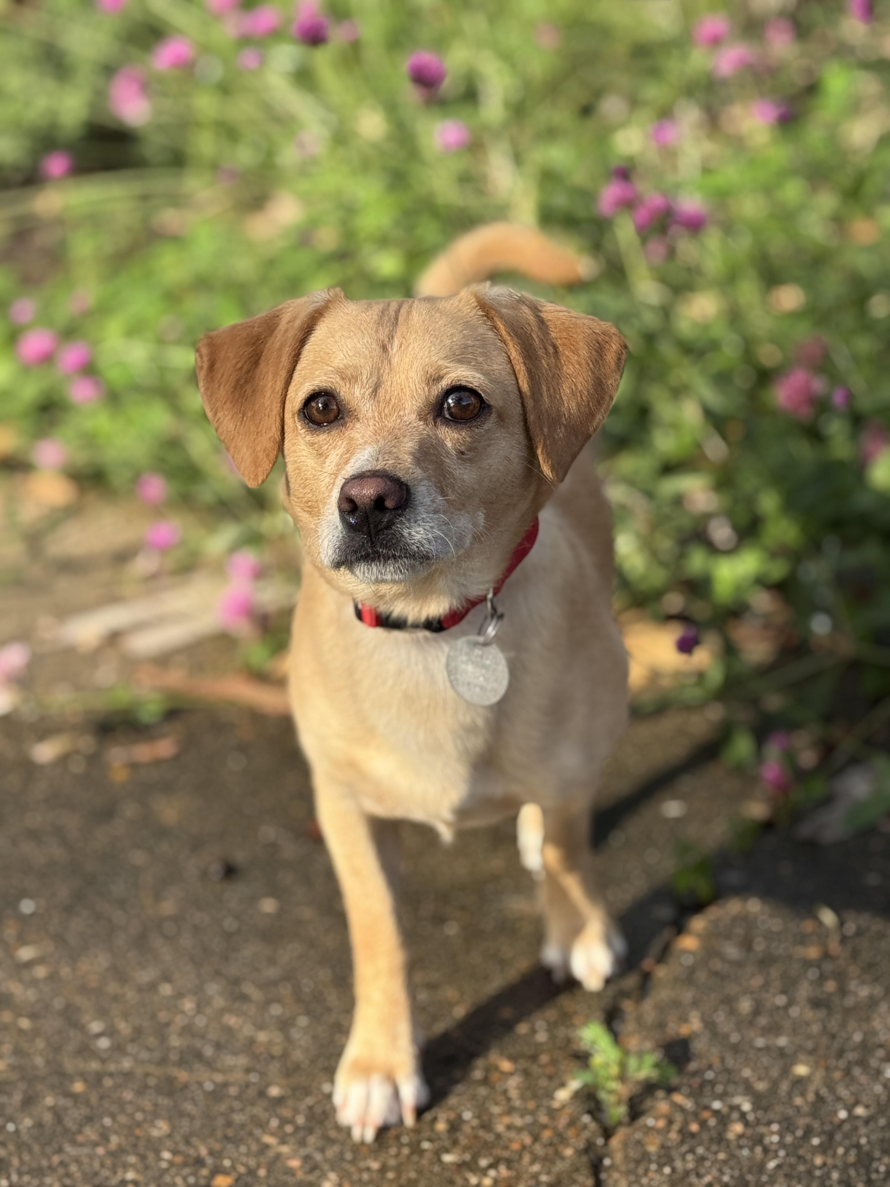 Gerard, a ADOPTABLE mixed breed in Houston, TX image 2/5