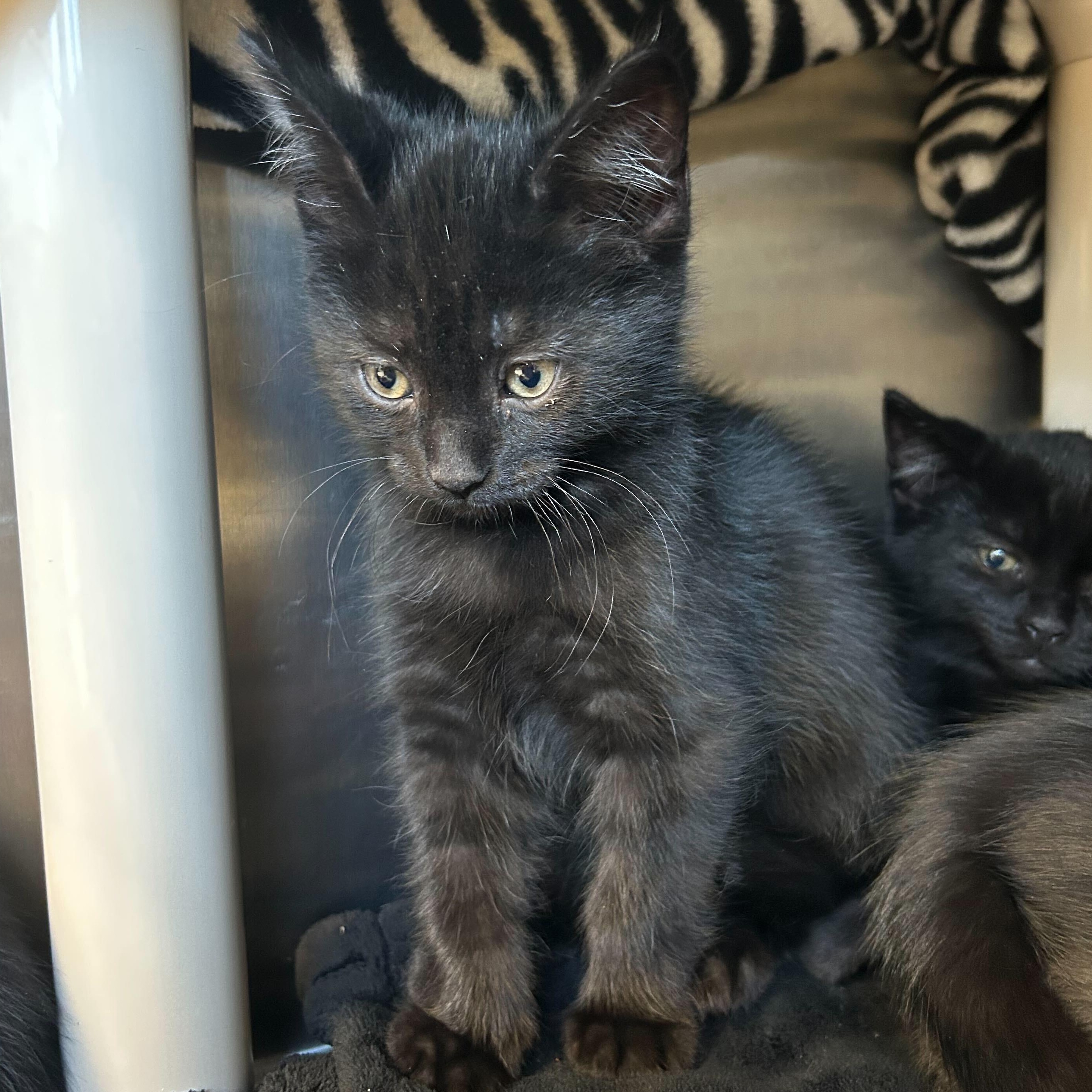 Cruella de Vil, a Adoptable Domestic Short Hair in Jefferson, WI image 2/2