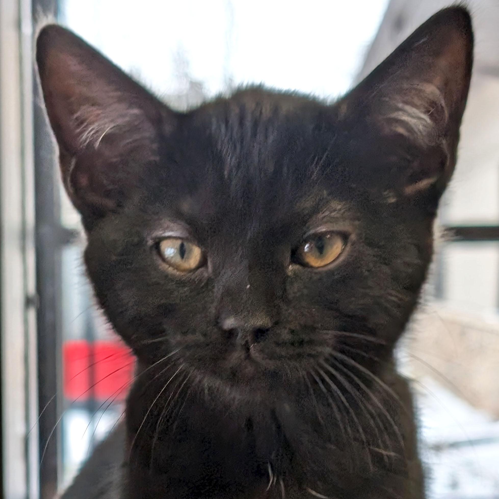 Cruella de Vil, a Adoptable Domestic Short Hair in Jefferson, WI image 1/2