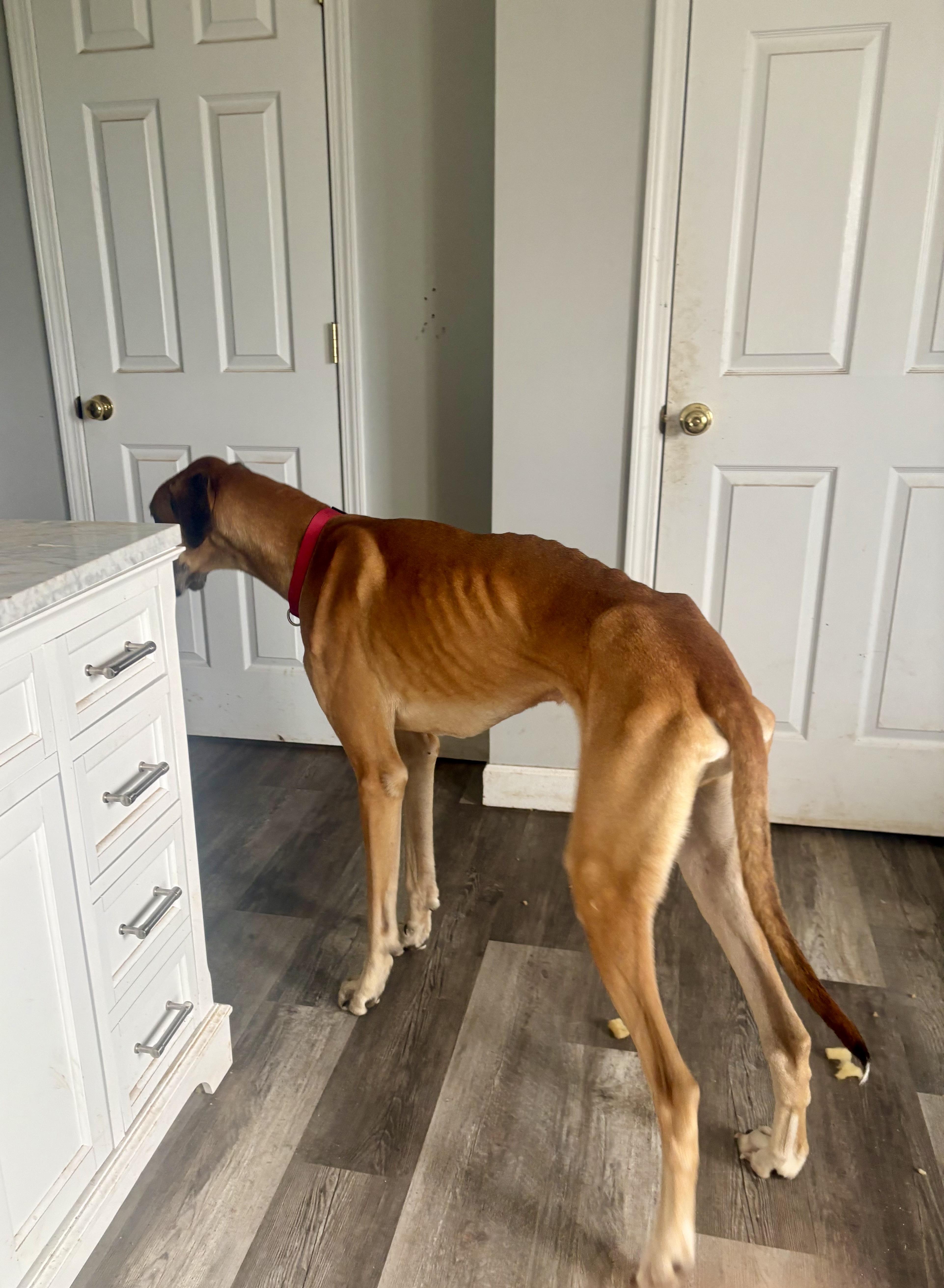 Enlarge Jake, a Adoptable Great Dane in Williamston, SC image 3/3