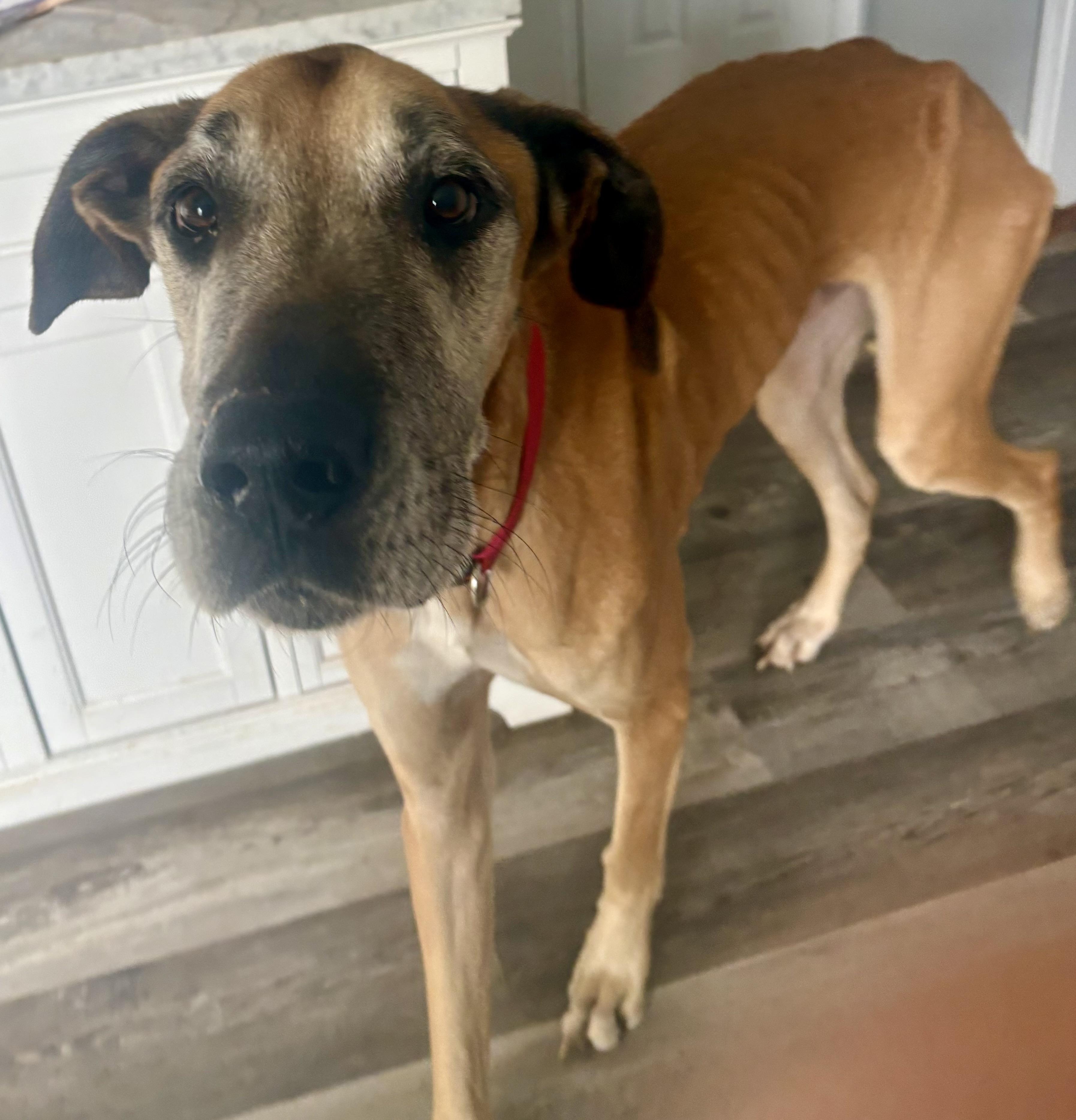 Enlarge Jake, a Adoptable Great Dane in Williamston, SC image 2/3