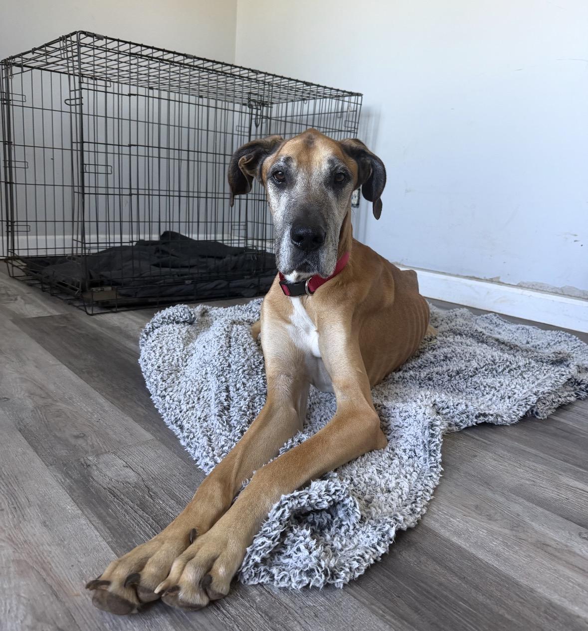 Jake, Adoptable, Senior Male Great Dane.