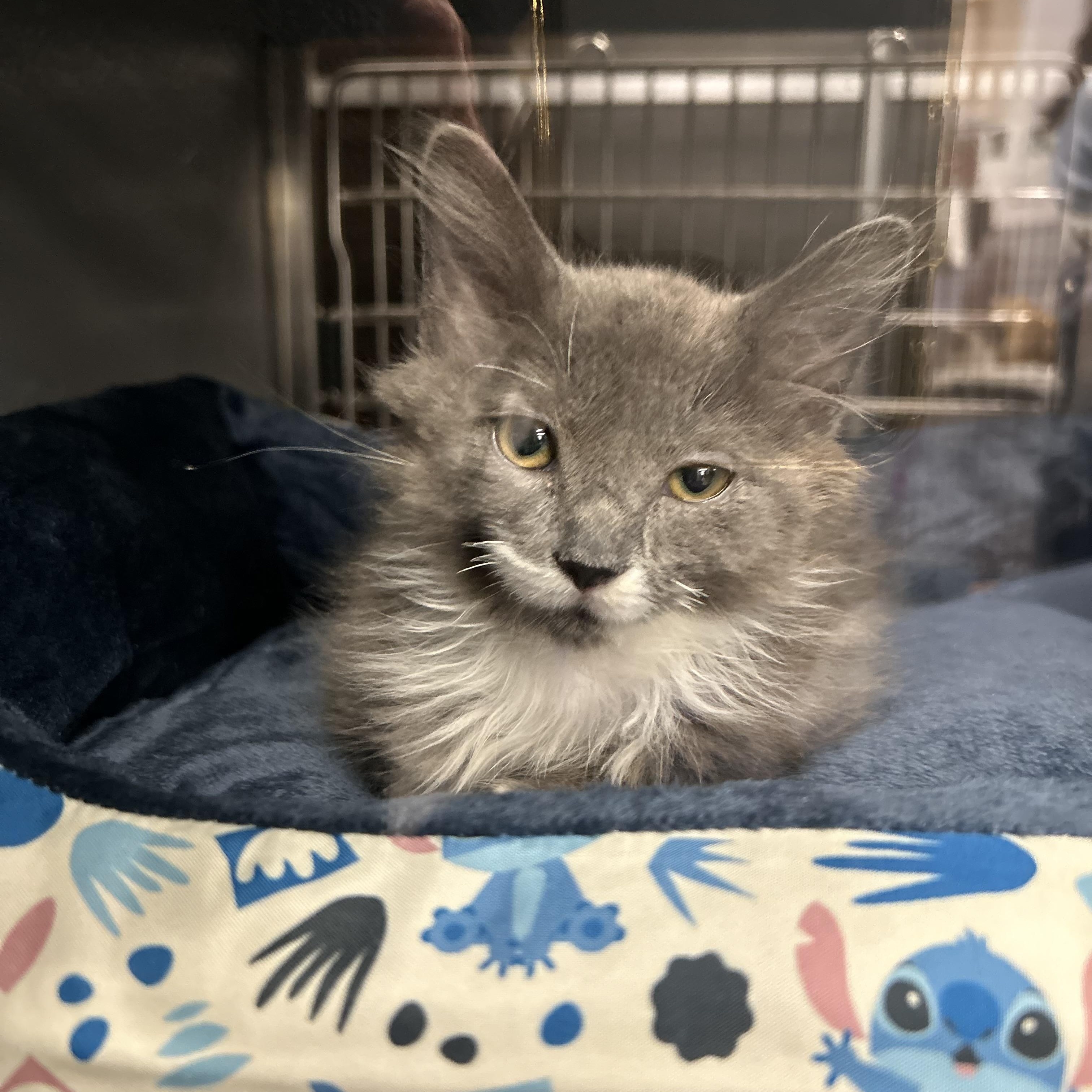 Moonshine, Adoptable, Kitten Male Maine Coon & Domestic Medium Hair.