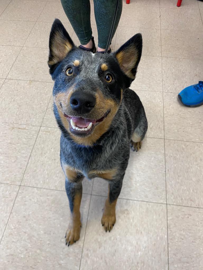 Blue, Adopted, Young Male Australian Cattle Dog / Blue Heeler.