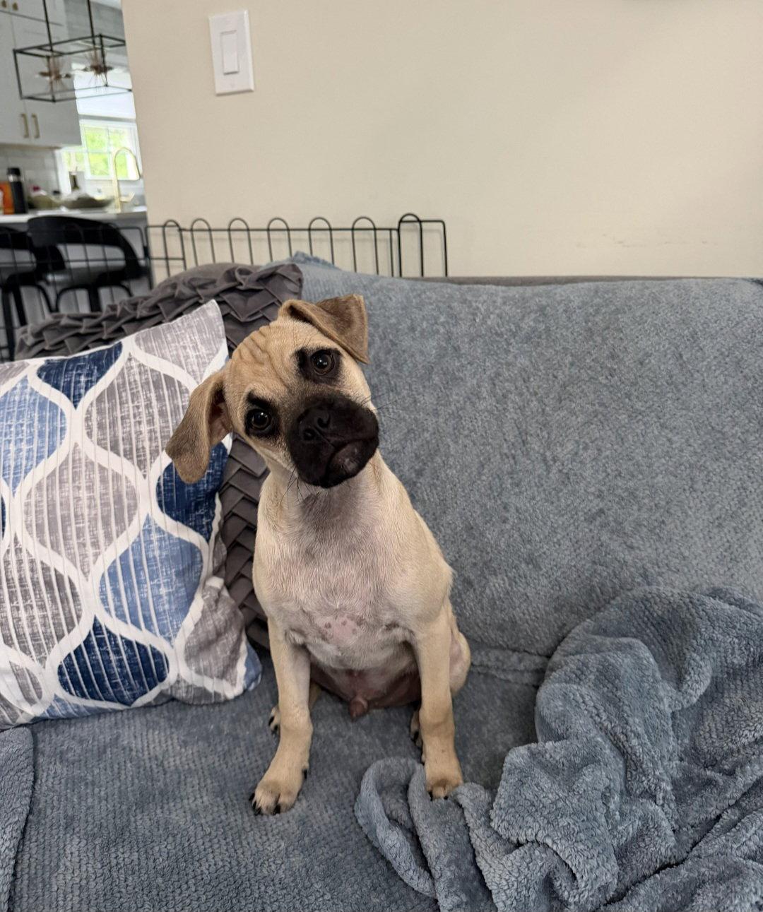 Faro, Adoptable, Puppy Male Pug.