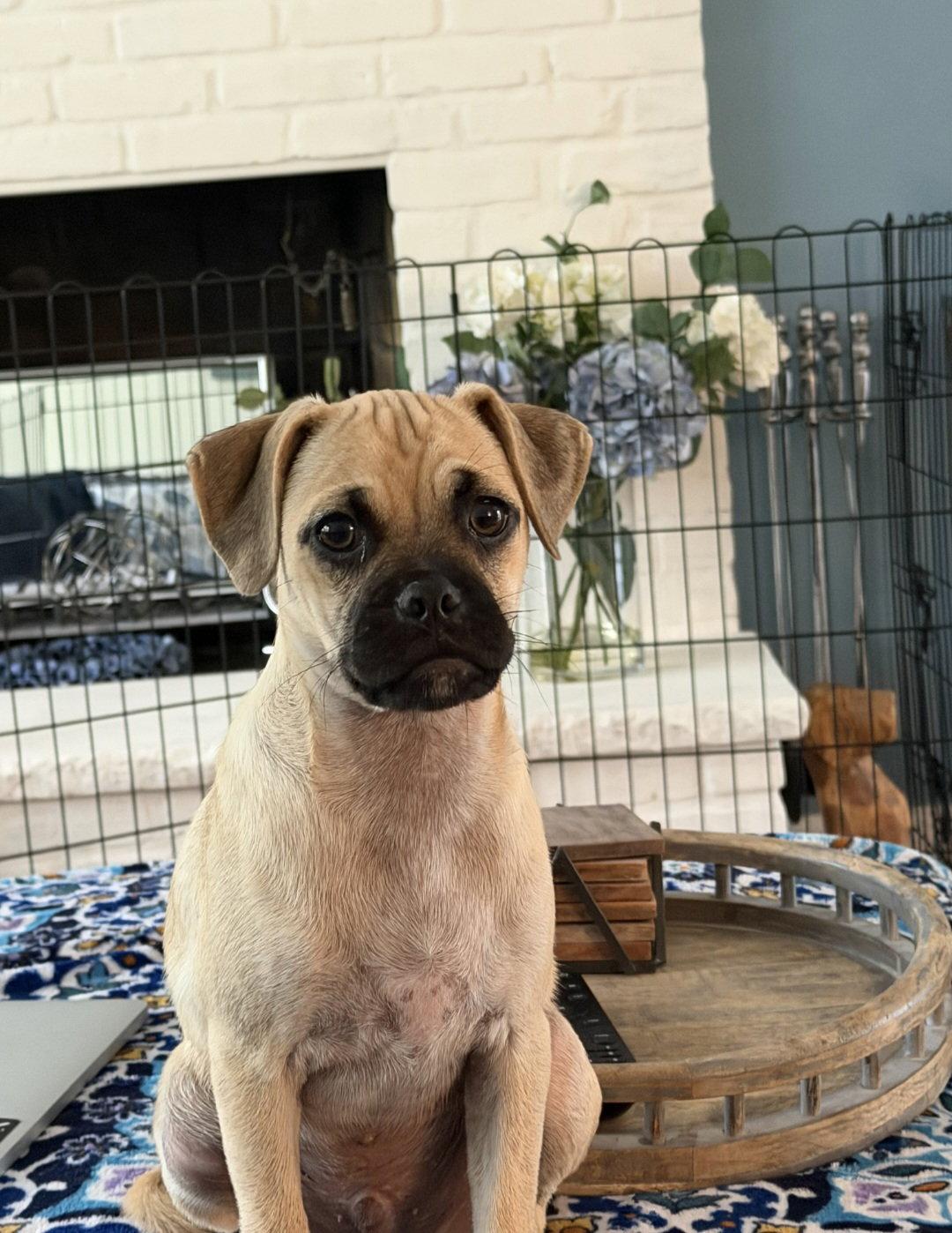Enlarge Faro, a Adoptable Pug in Morganville, NJ image 2/2