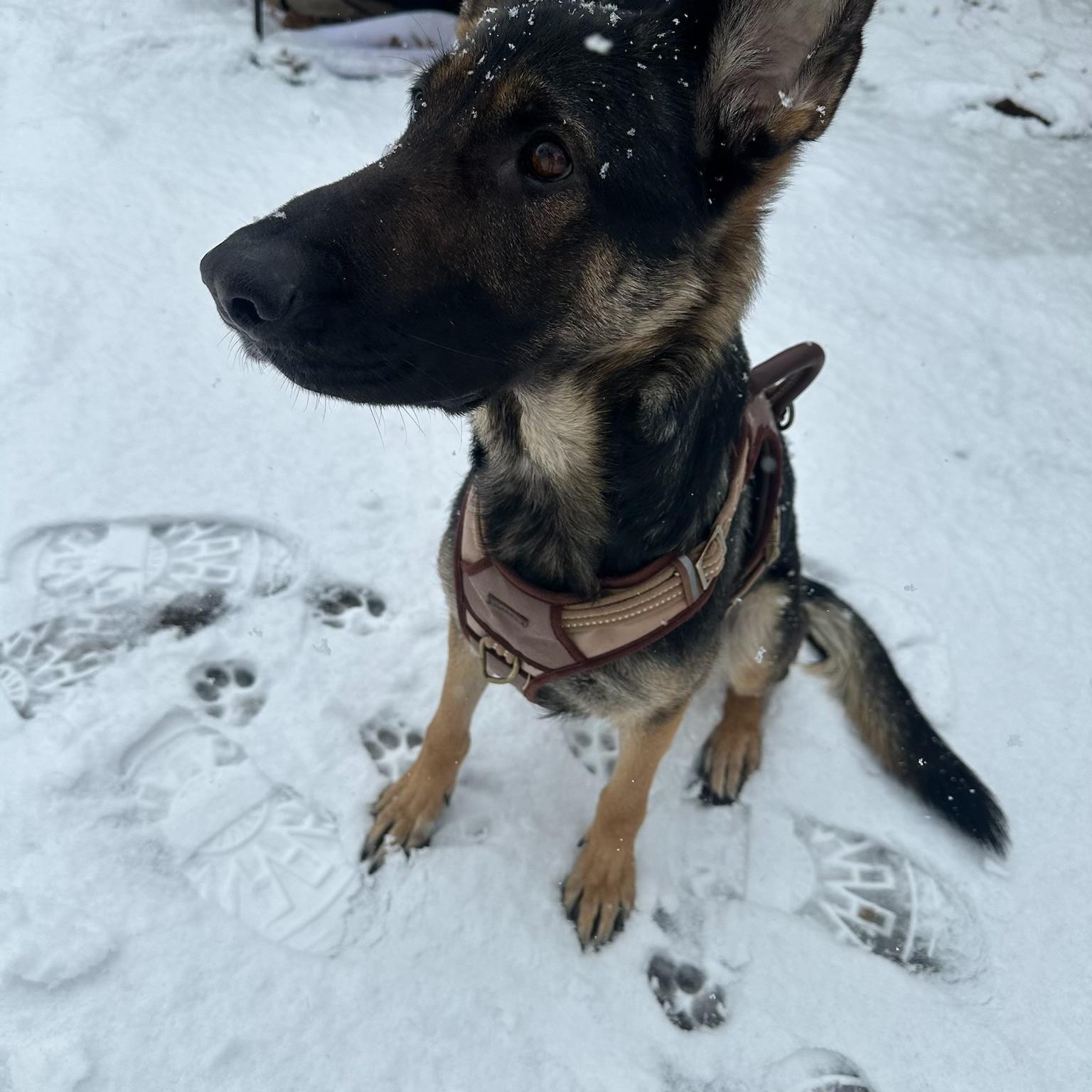Enlarge Freyja, a Adoptable mixed breed in Clark, NJ image 3/5