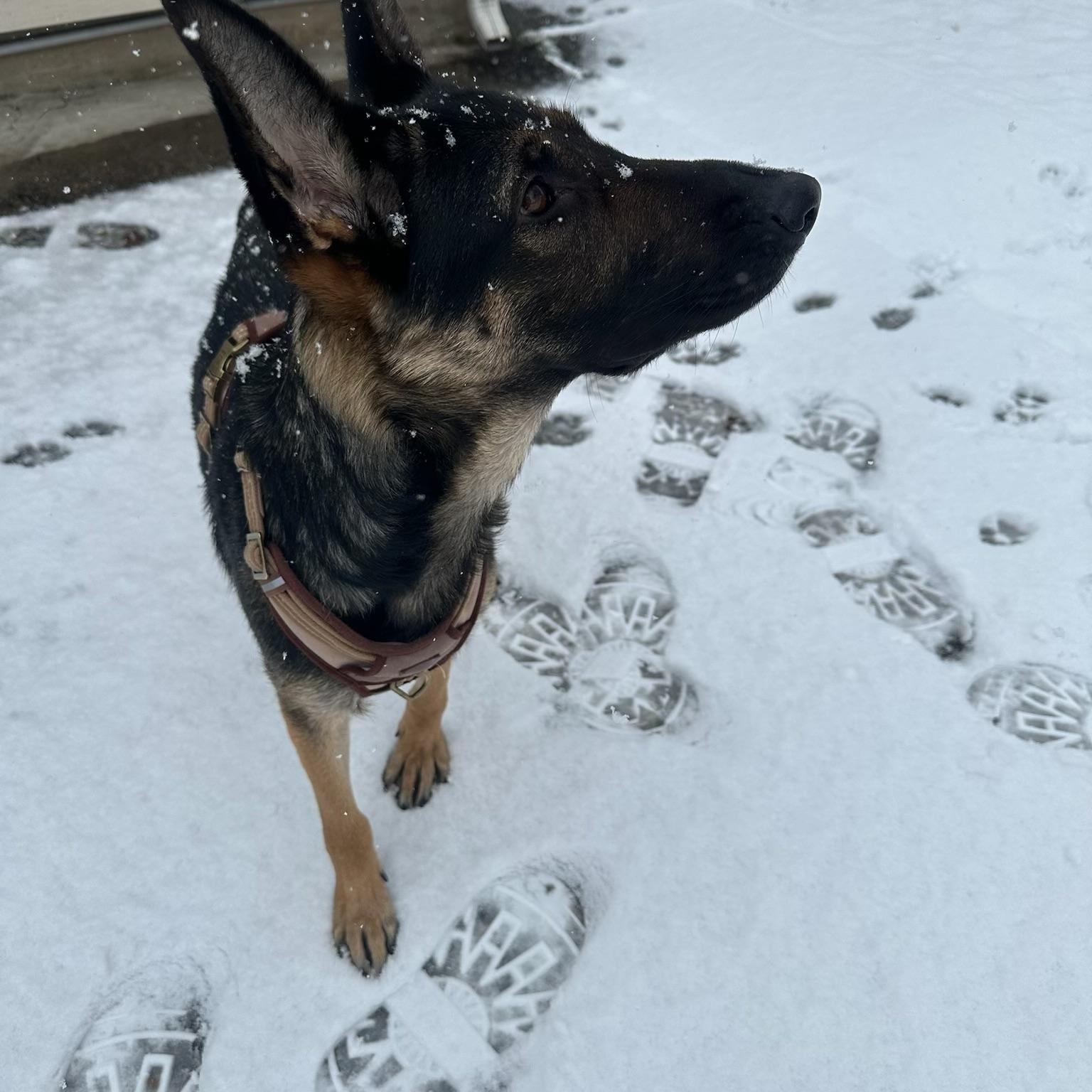 Enlarge Freyja, a Adoptable mixed breed in Clark, NJ image 4/5