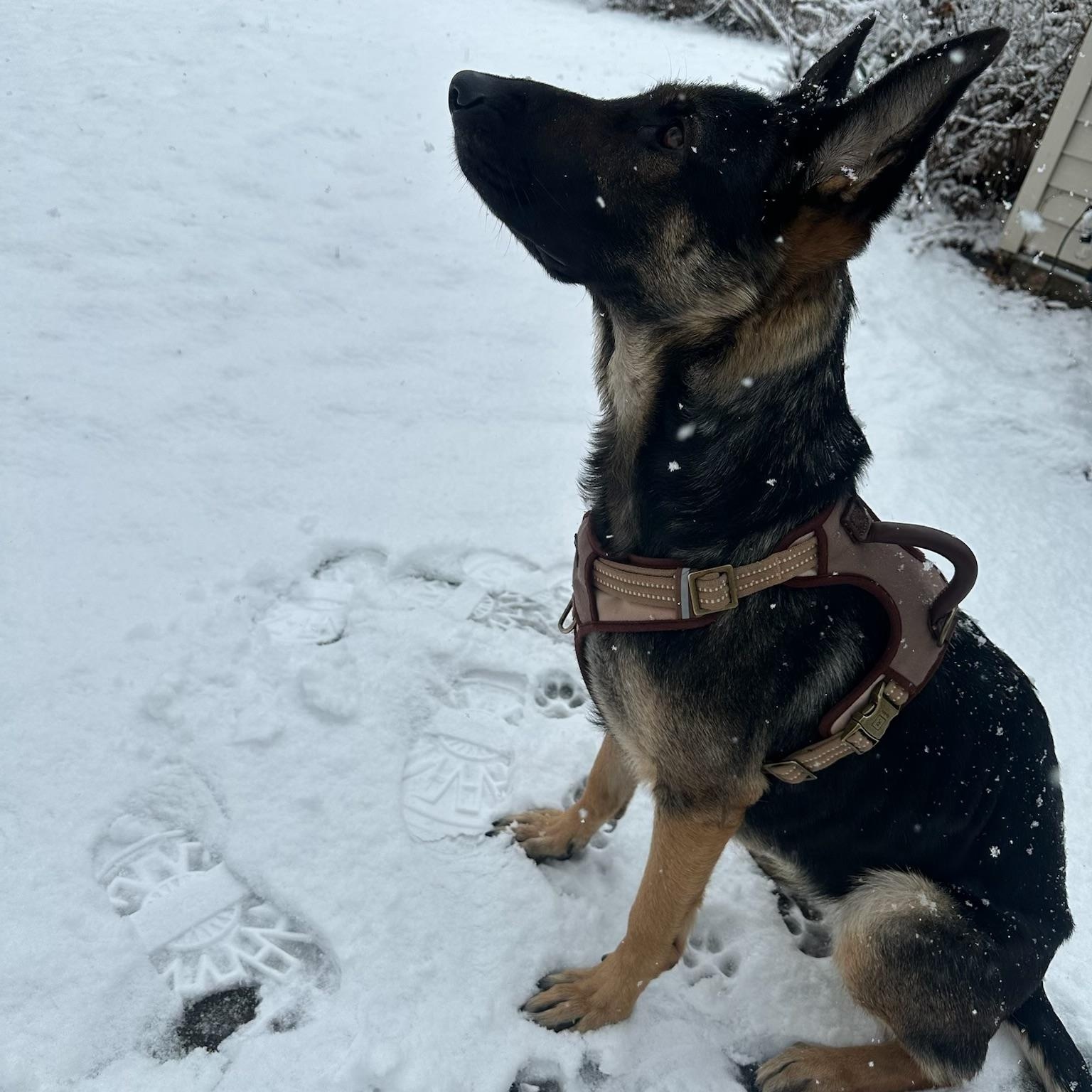 Enlarge Freyja, a Adoptable mixed breed in Clark, NJ image 2/5