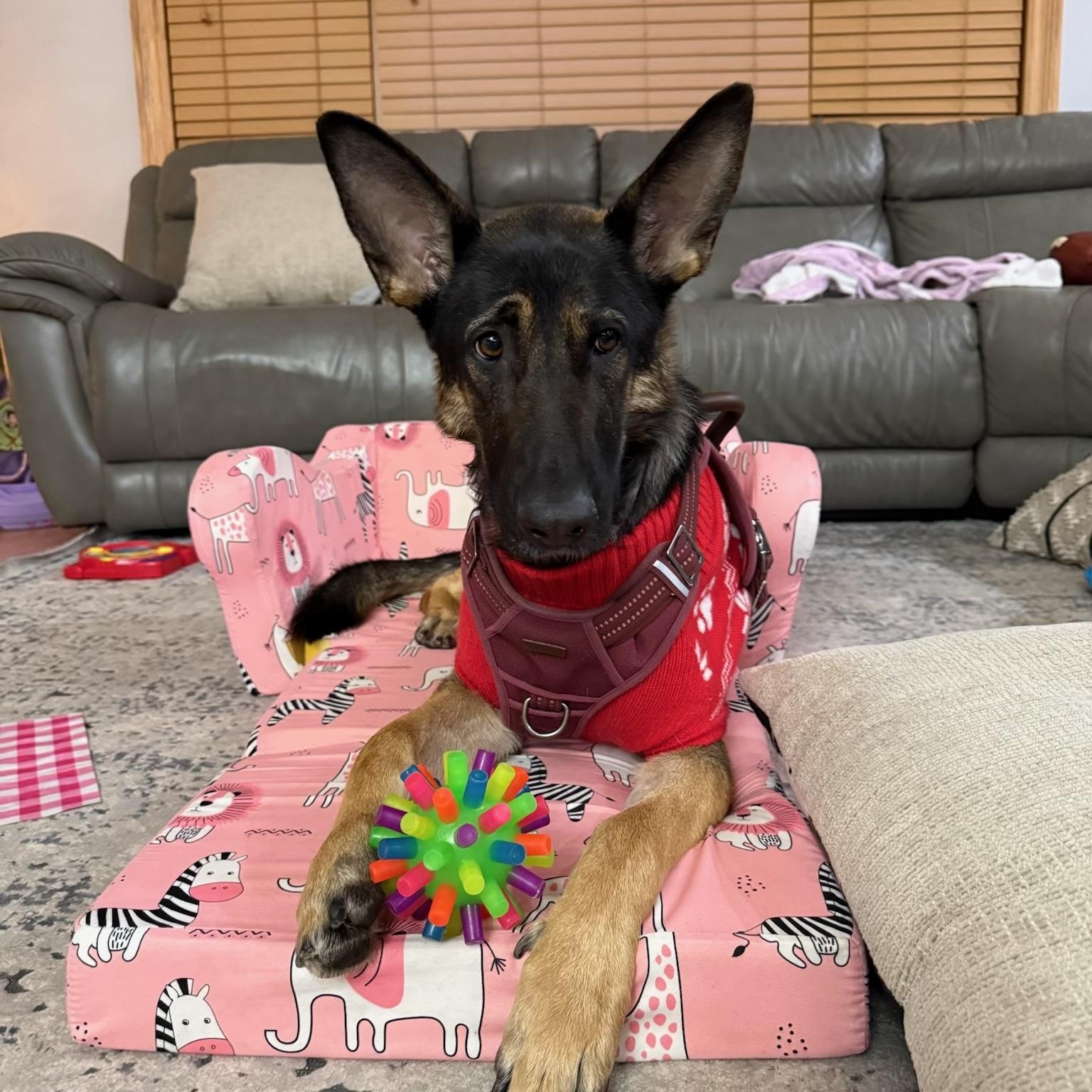 Freyja, Adoptable, Young Female German Shepherd Dog & Mixed Breed.