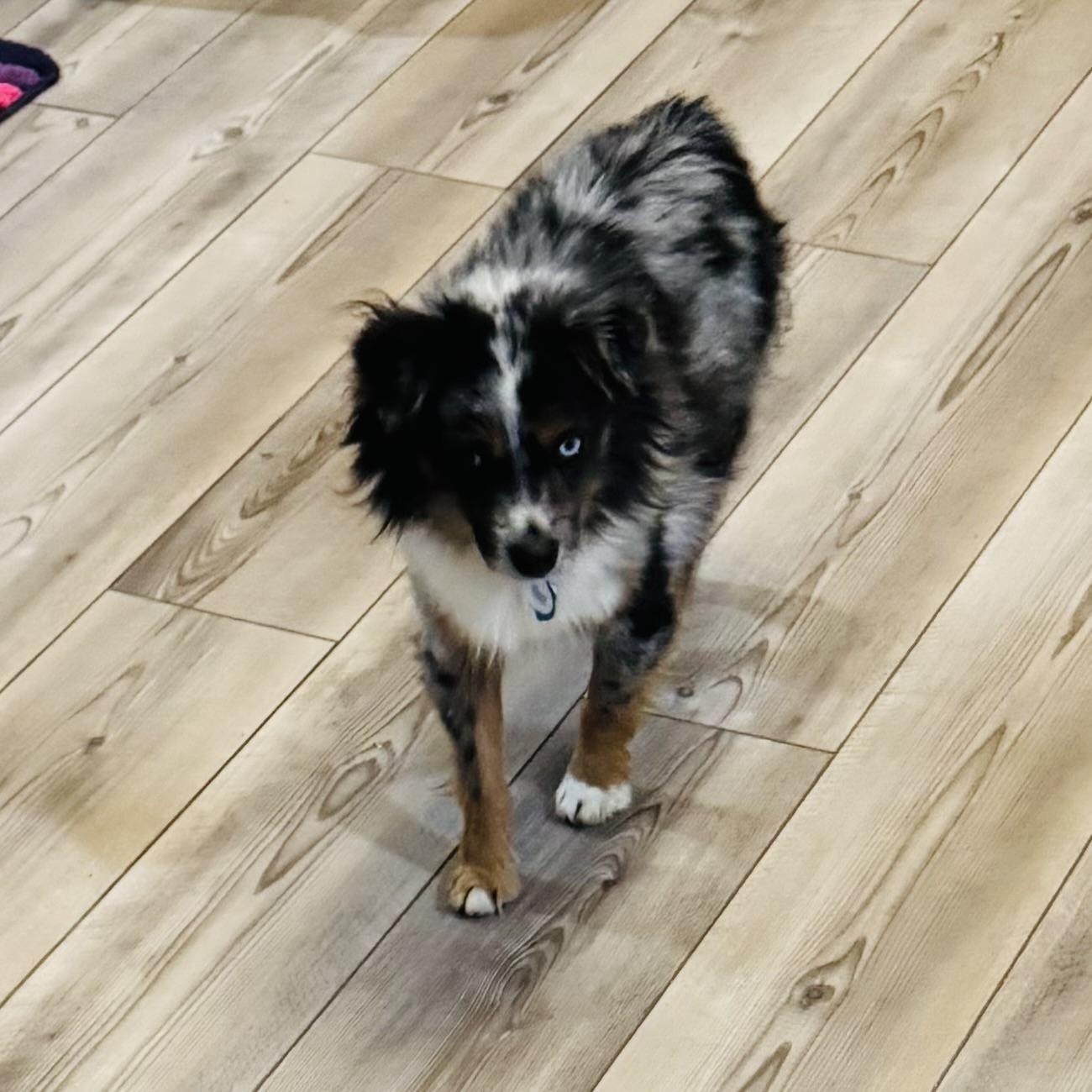 Enlarge Mason , a ADOPTABLE Australian Shepherd in Overland Park, KS image 2/3