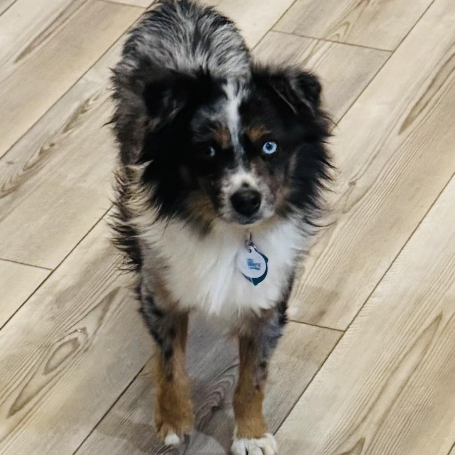 Mason , ADOPTABLE, Adult Male Australian Shepherd.