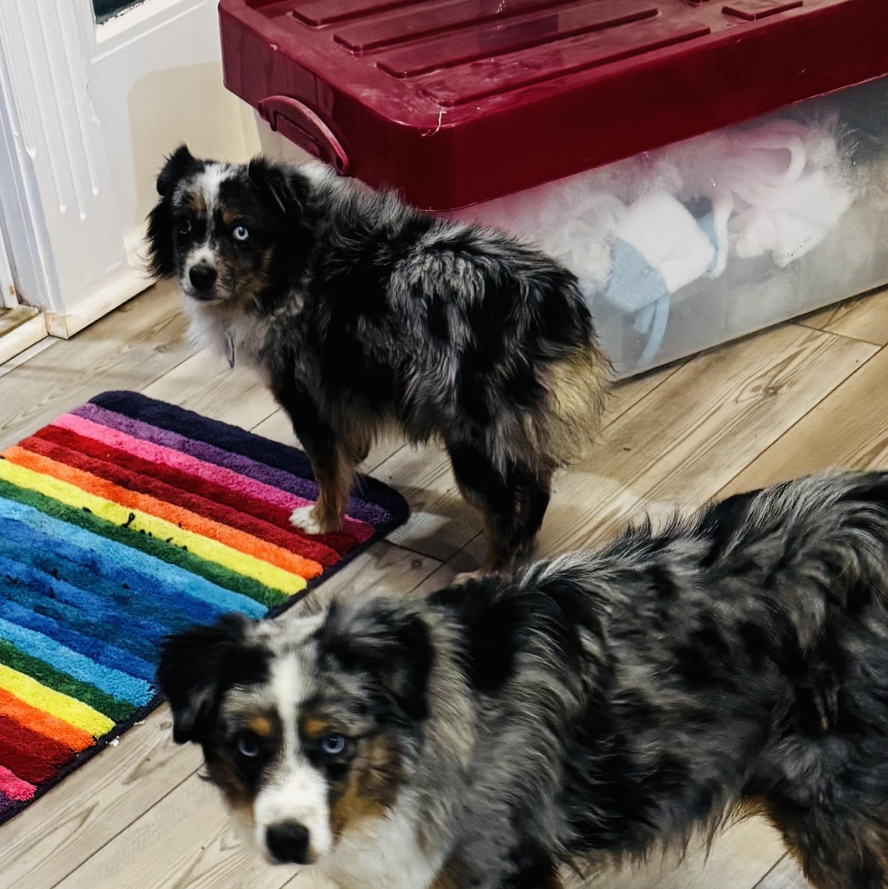 Enlarge Mason , a ADOPTABLE Australian Shepherd in Overland Park, KS image 3/3