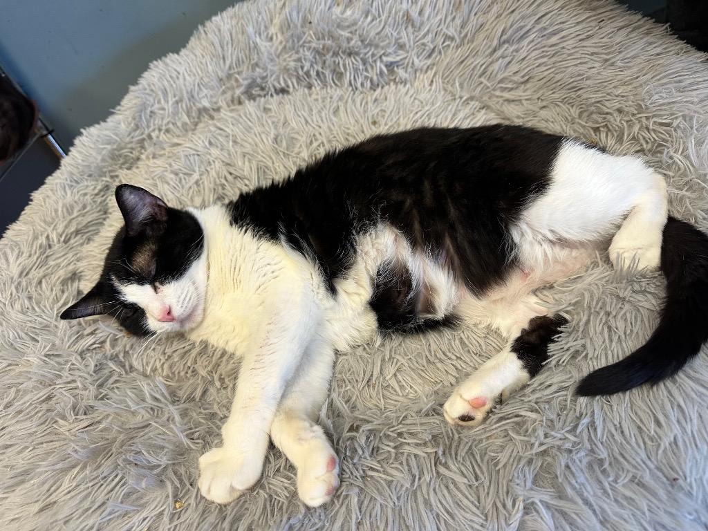 Oreo, Adoptable, Adult Female Domestic Short Hair.