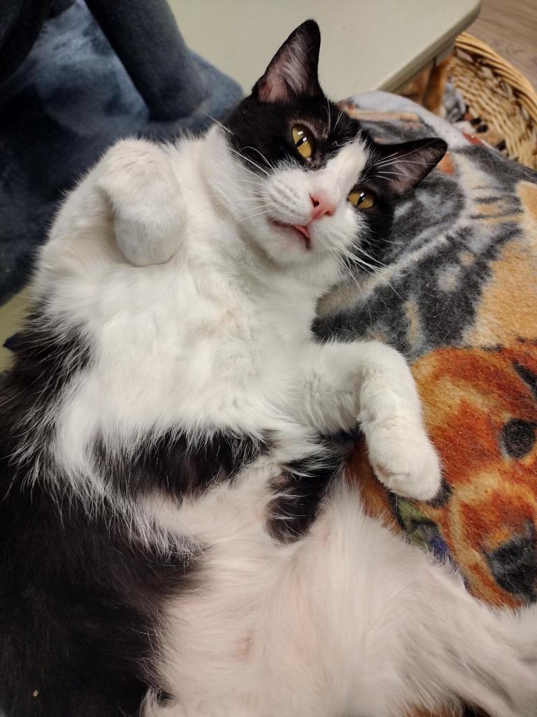 Oreo, a Adoptable mixed breed in LIberty, NY image 3/5