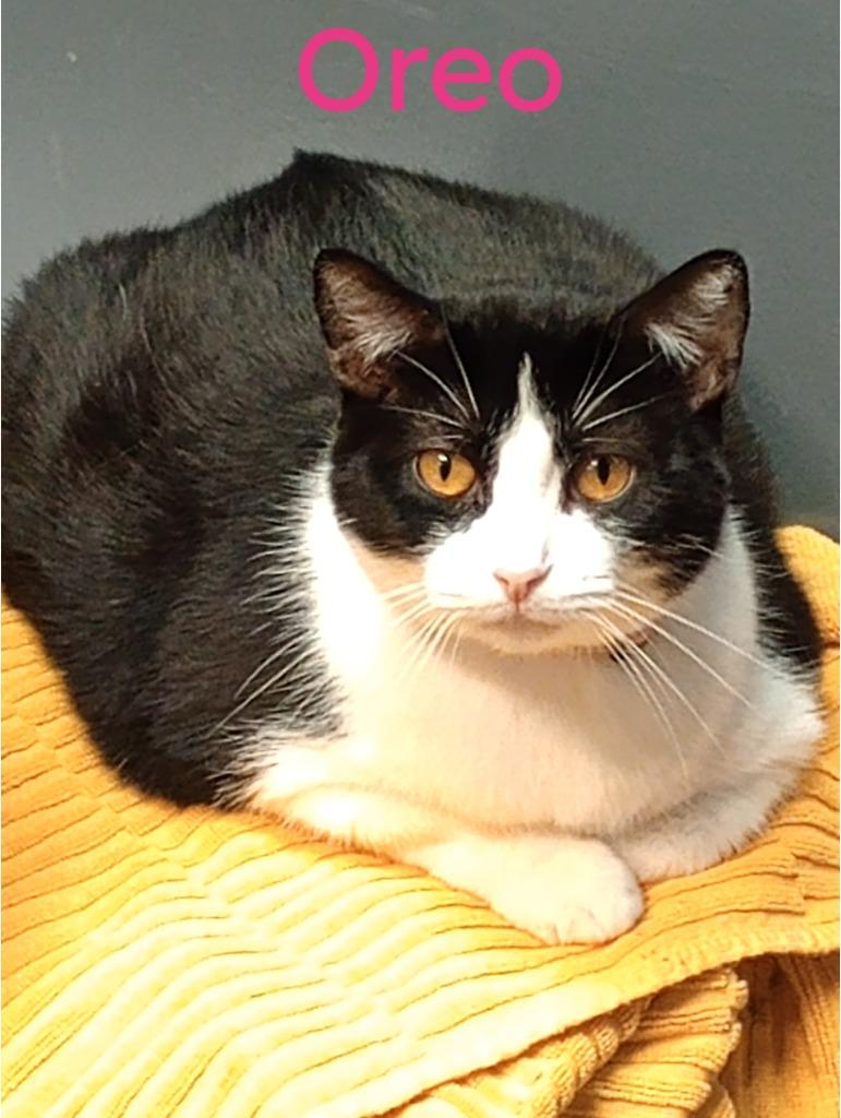 Oreo, a Adoptable mixed breed in LIberty, NY image 3/5