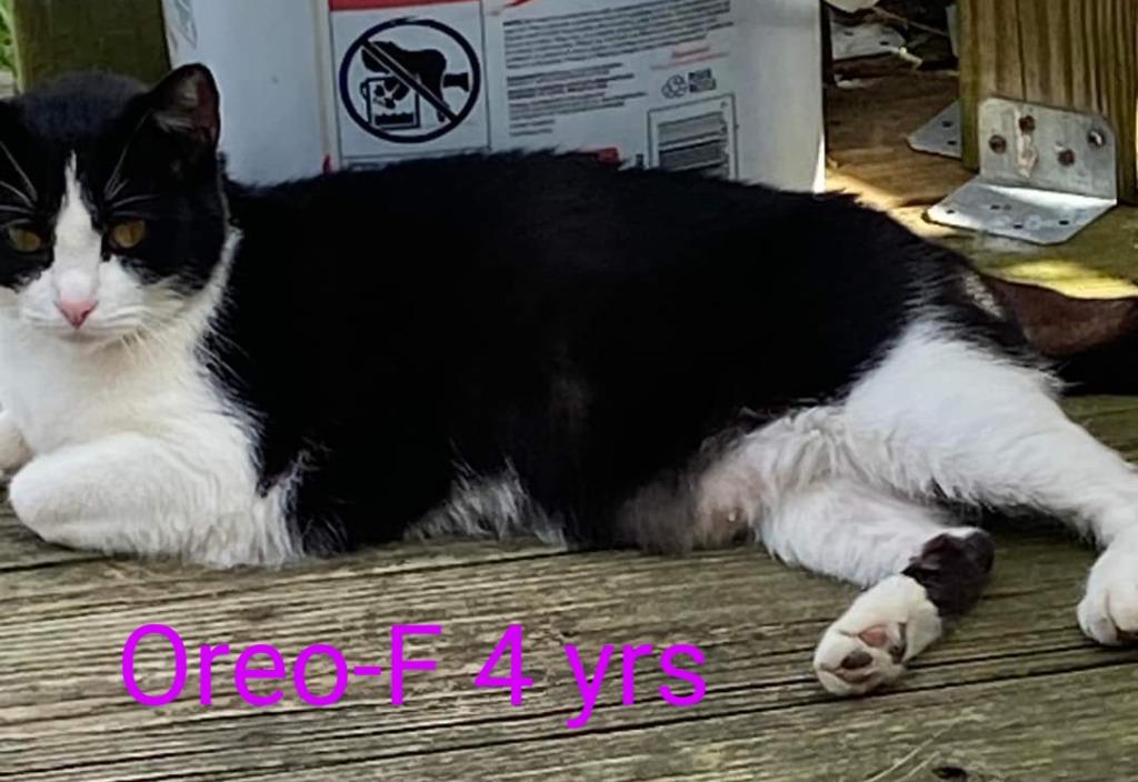 Oreo, a Adoptable mixed breed in LIberty, NY image 4/5