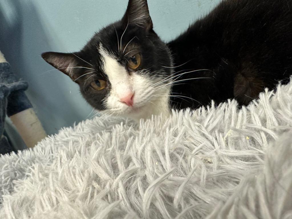 Oreo, a Adoptable mixed breed in LIberty, NY image 5/5