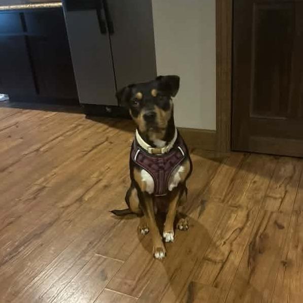 Enlarge Aspen, a Adoptable mixed breed in Normal, IL image 1/6