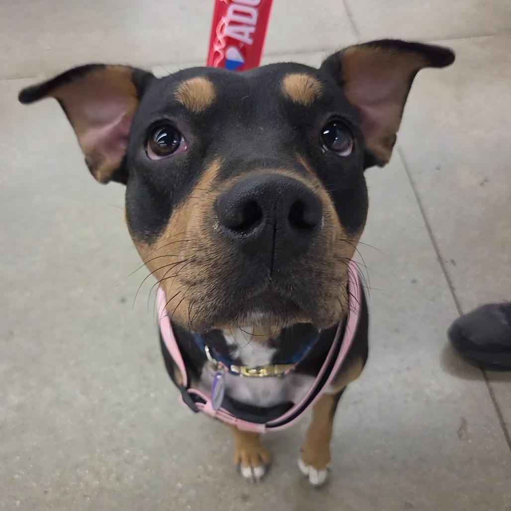 Enlarge Aspen, a Adoptable mixed breed in Normal, IL image 2/6