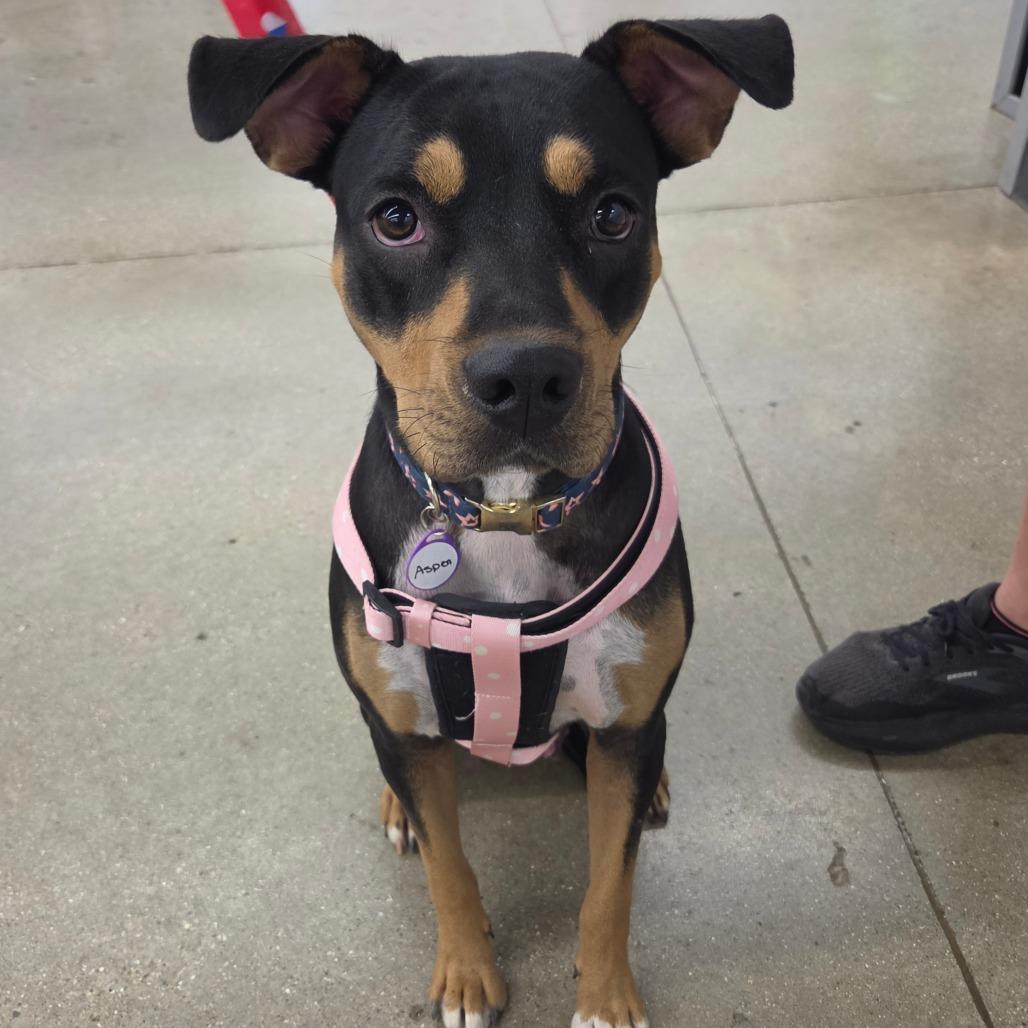 Enlarge Aspen, a Adoptable mixed breed in Normal, IL image 4/6