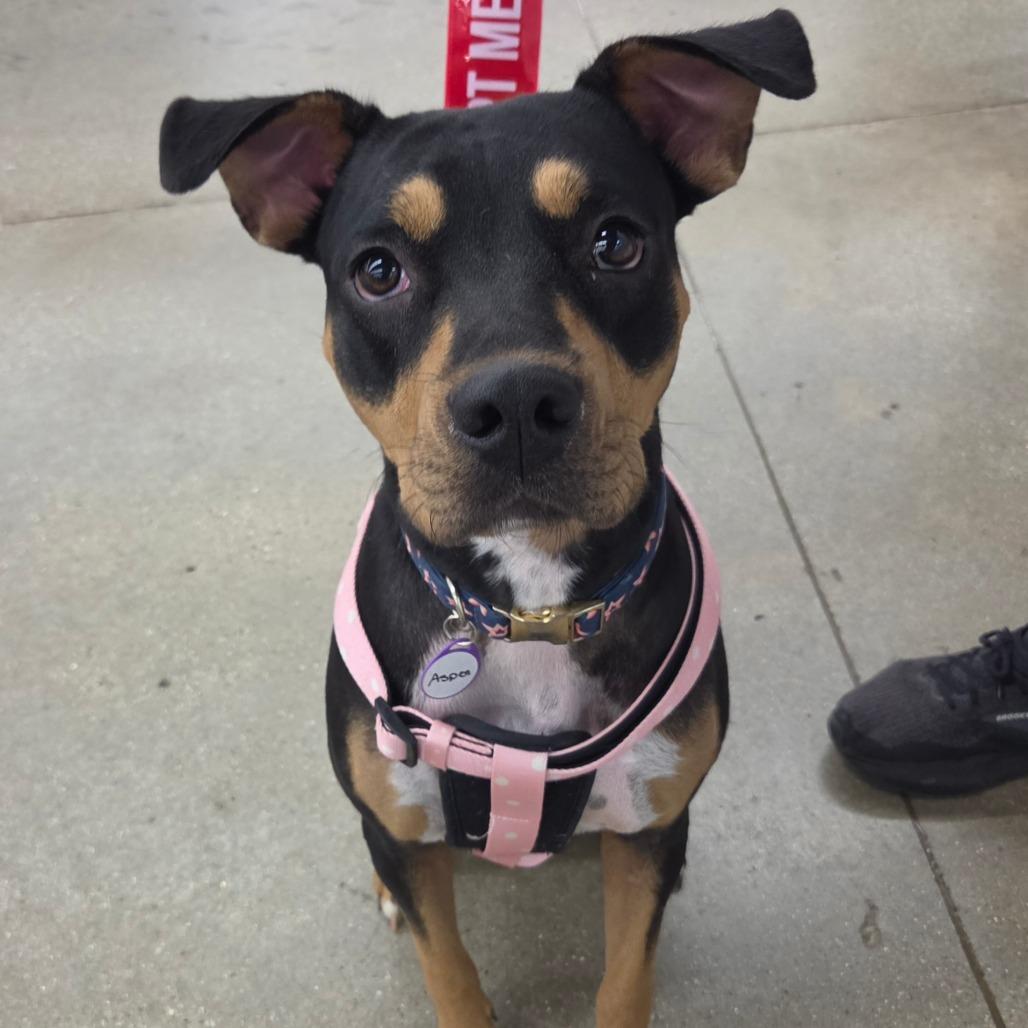 Enlarge Aspen, a Adoptable mixed breed in Normal, IL image 5/6