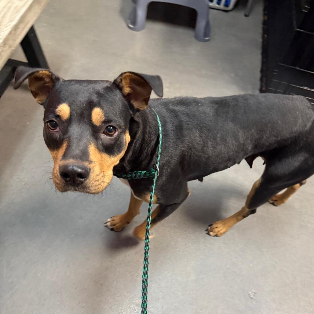 Enlarge Aspen, a Adoptable mixed breed in Normal, IL image 6/6