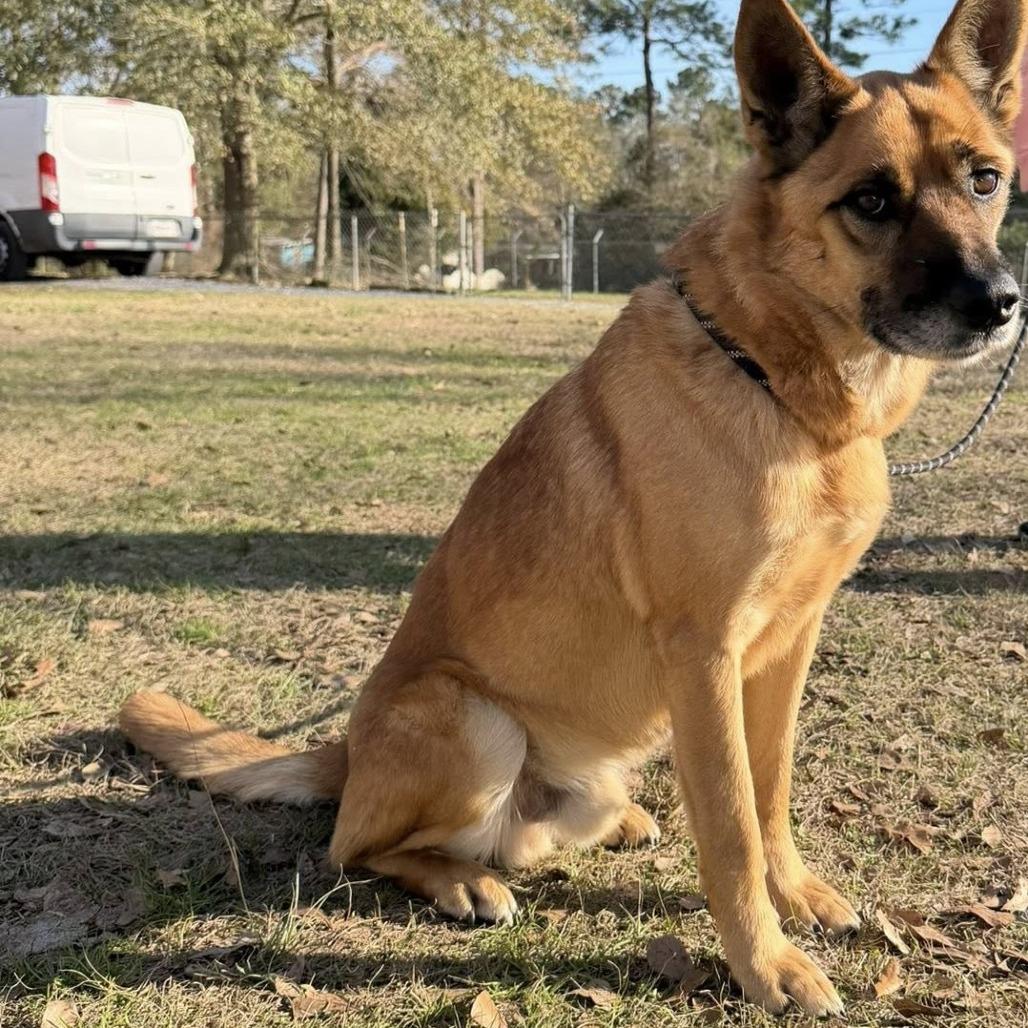 Ragnar, Adoptable, Adult Male German Shepherd Dog.