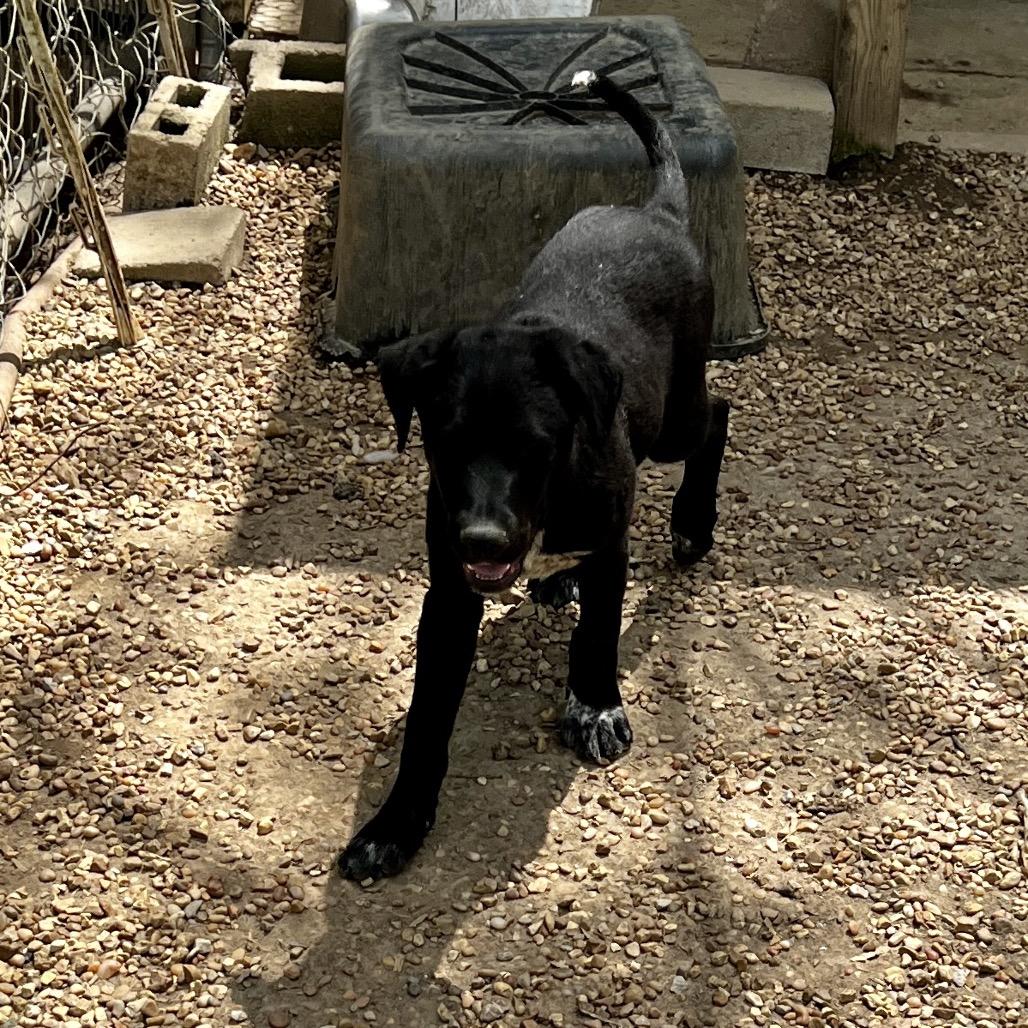 William, Adoptable, Puppy Male Labrador Retriever & Shepherd.