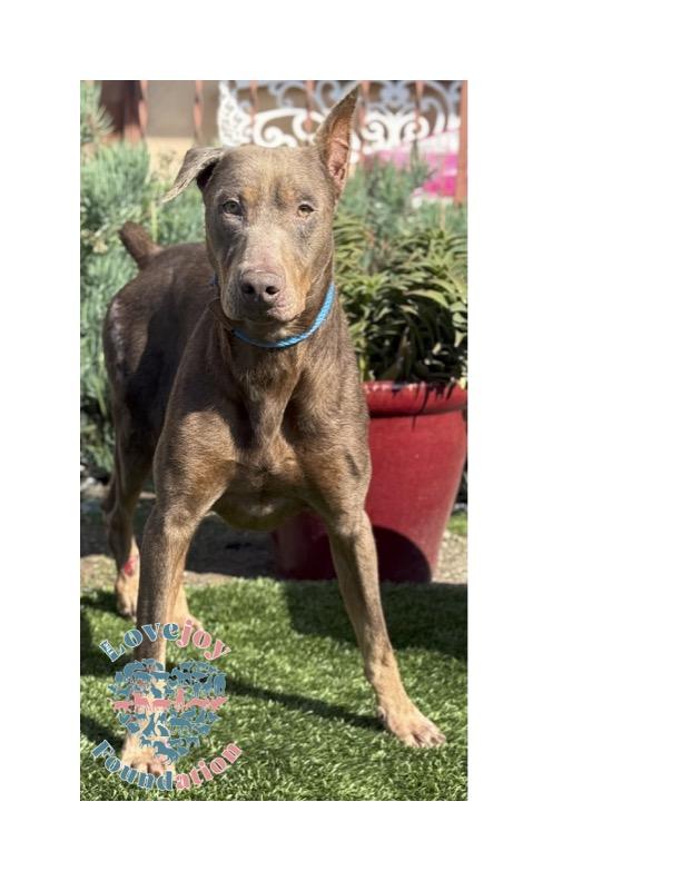 Enlarge COH Jasper, a Adoptable Doberman Pinscher in Inglewood, CA image 1/1