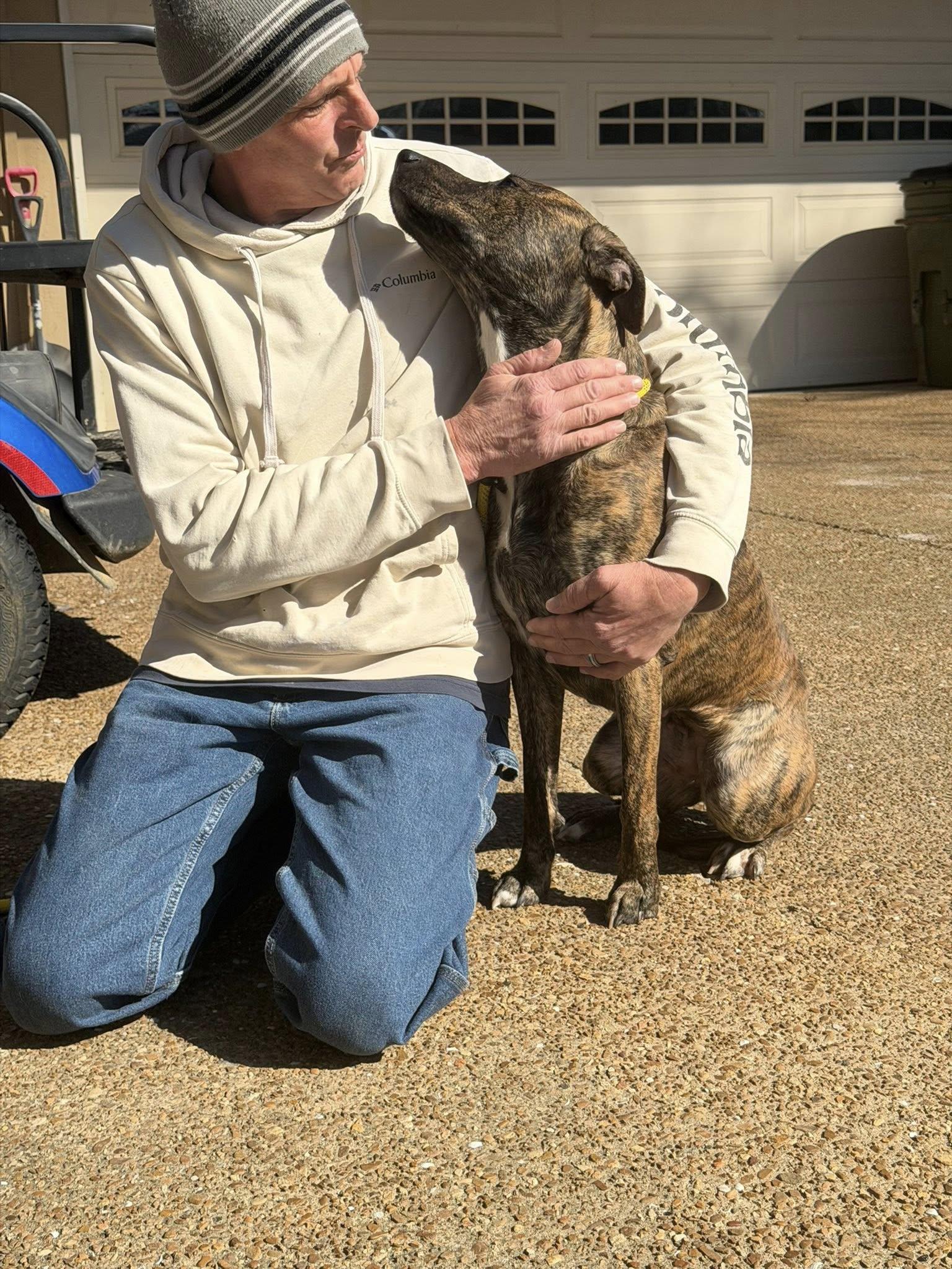 Winnie, adopted, Adult Female Plott Hound.