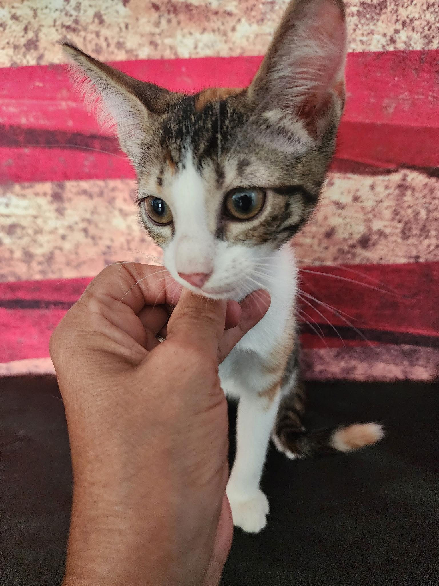Daisy, an adopted Domestic Short Hair in Corpus Christi, TX image 2/2